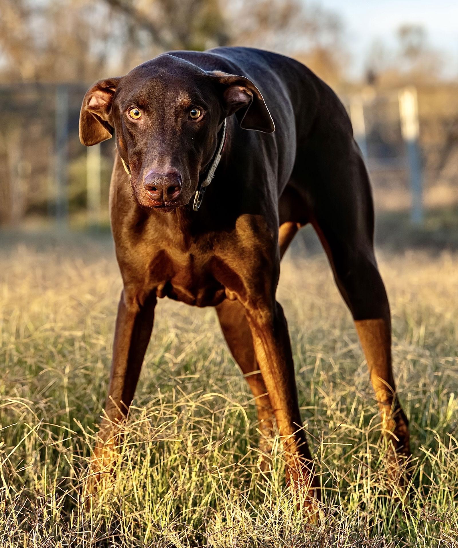 Enlarge Norman, a Adoptable Doberman Pinscher in San Antonio, TX image 2/3