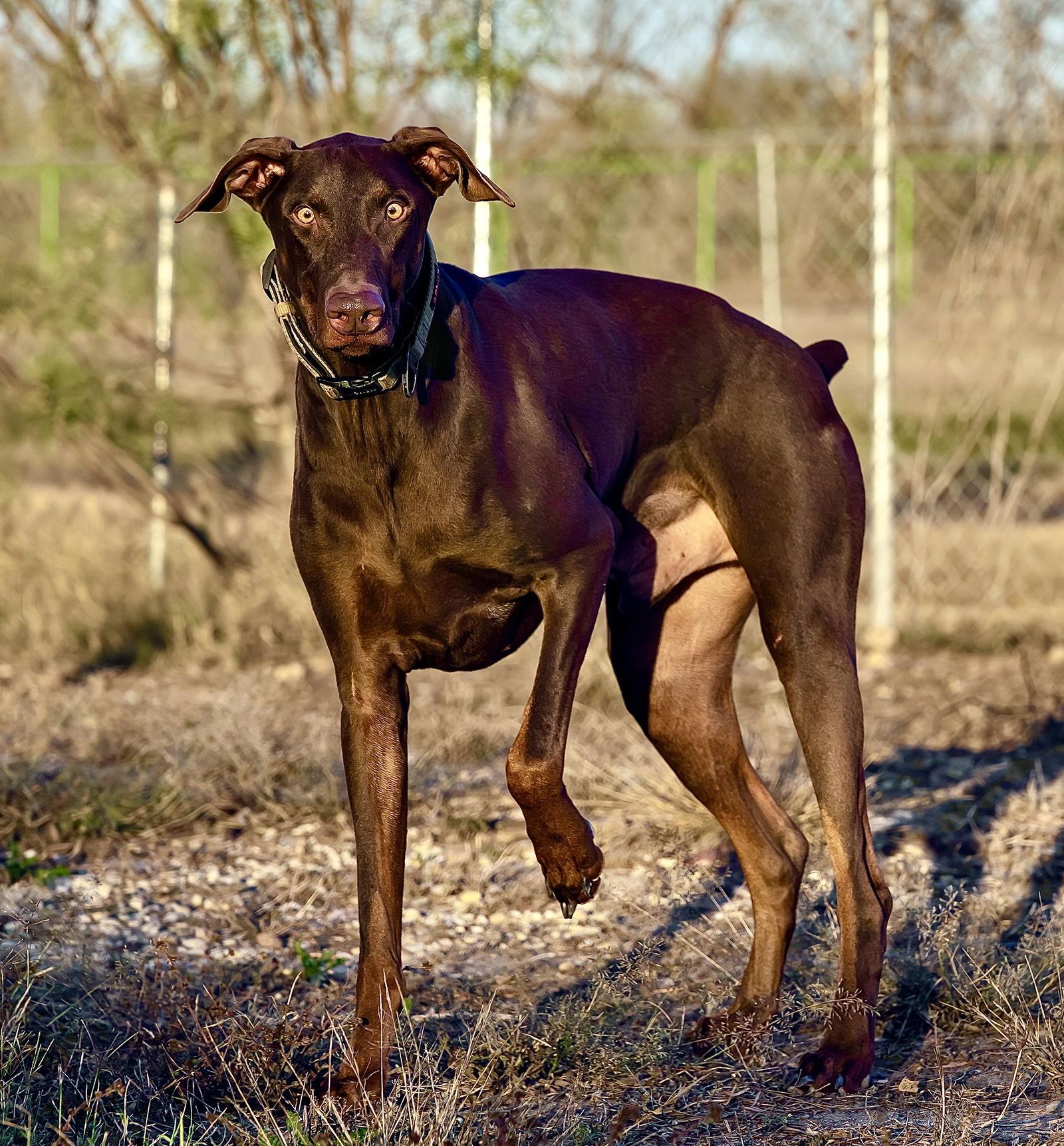 Norman, Adopted, Adult Male Doberman Pinscher.
