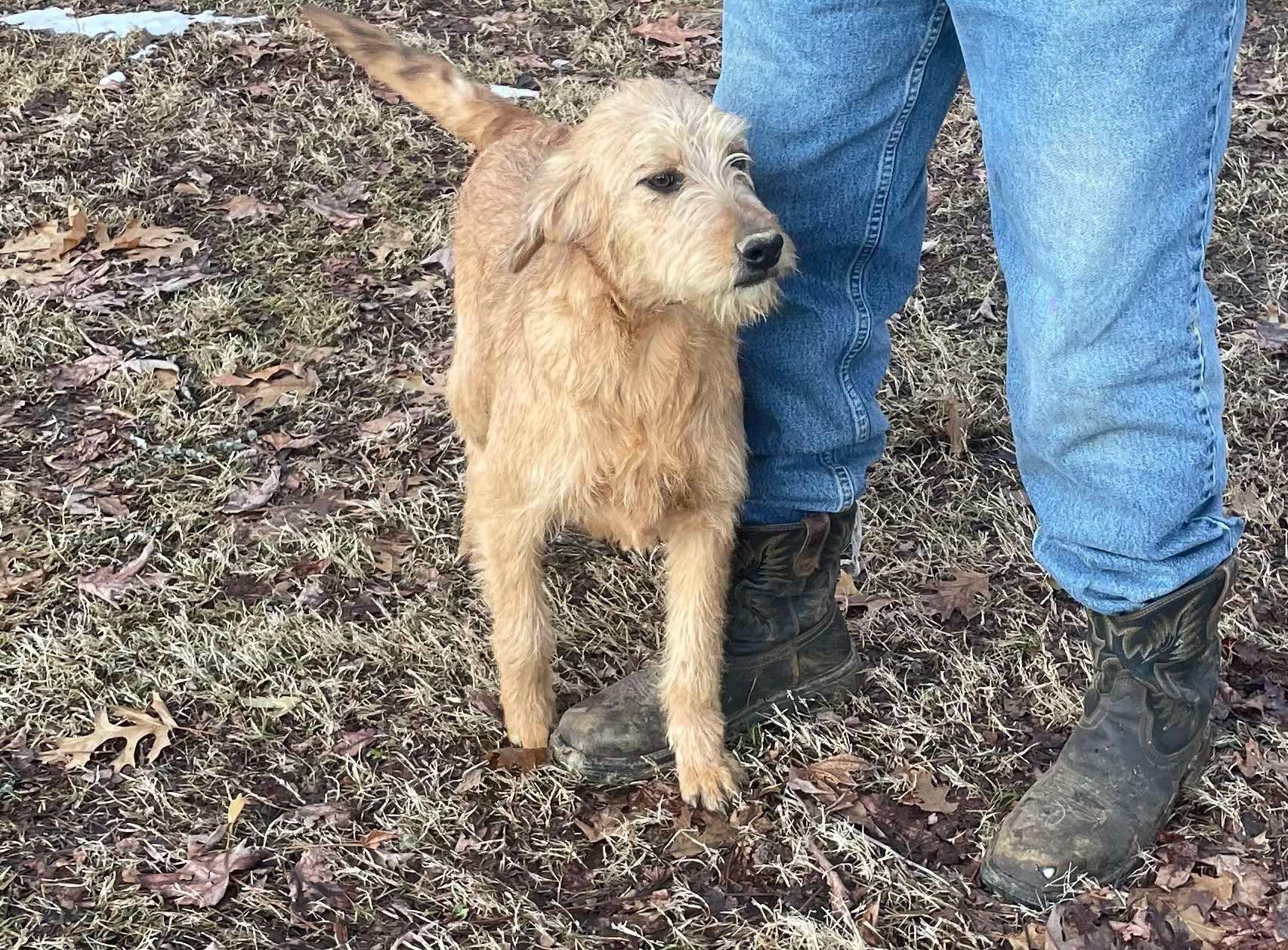 Annie, a Adopted mixed breed in Marion, AR image 2/3