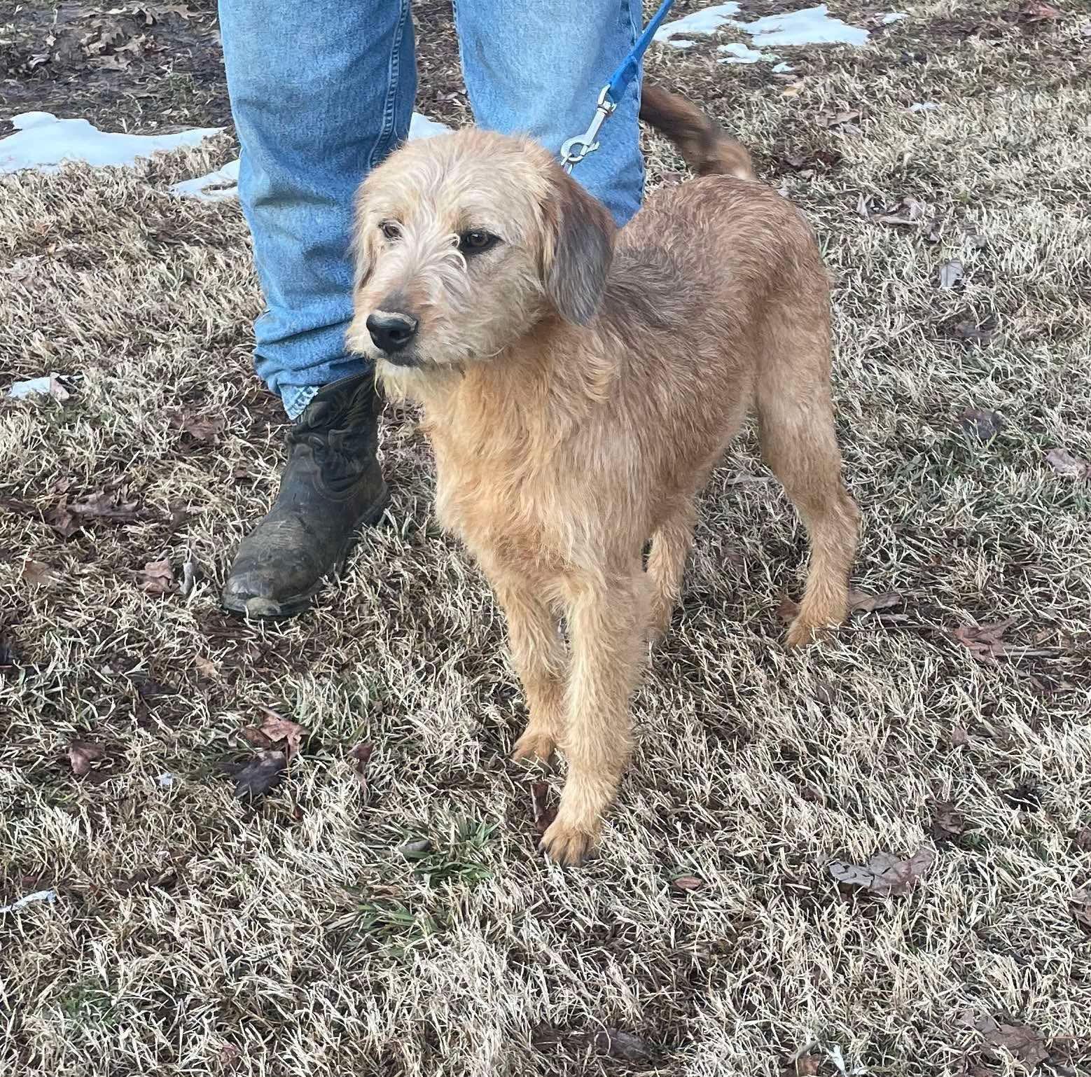 Annie, a Adopted mixed breed in Marion, AR image 1/3