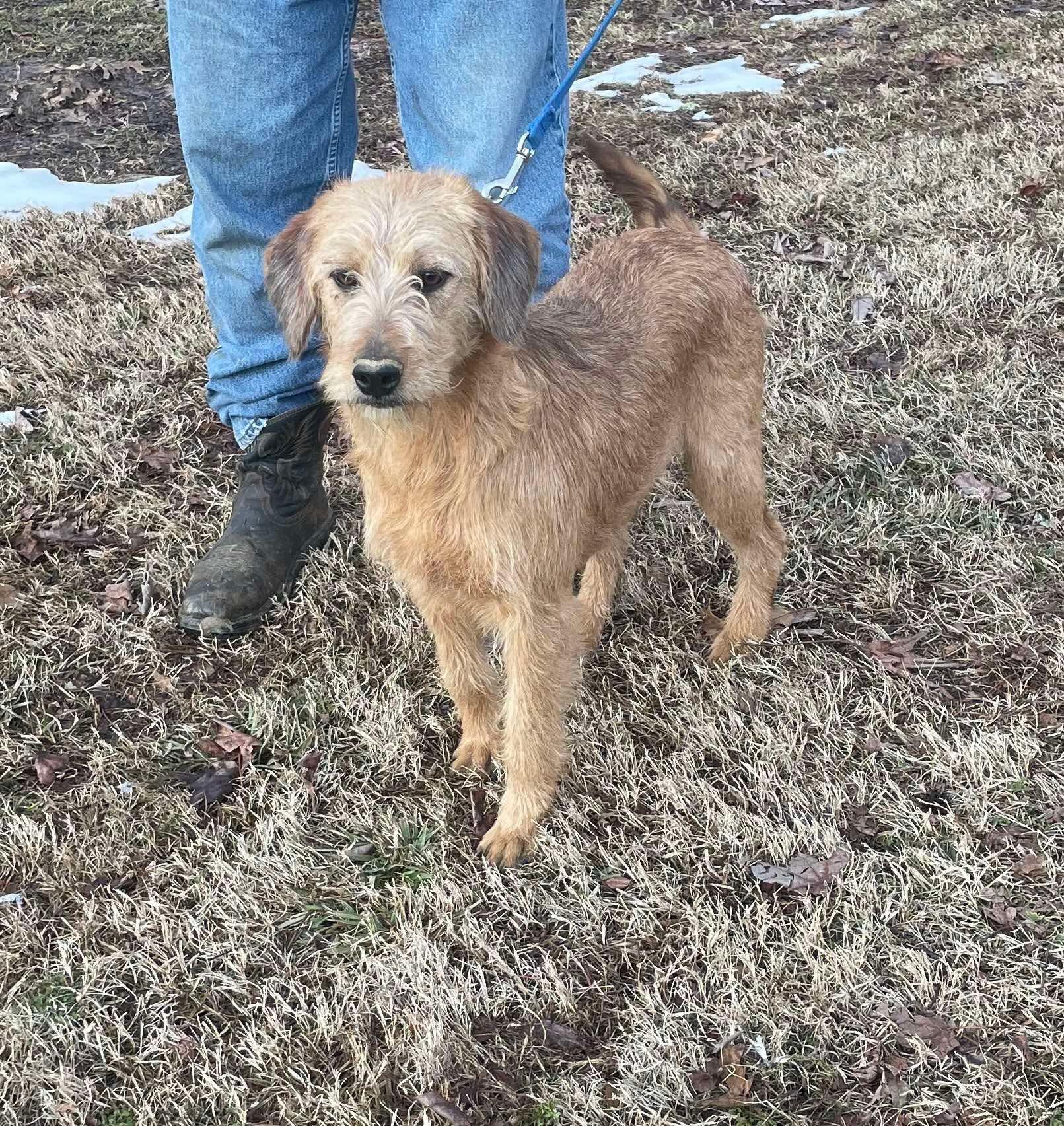 Annie, a Adopted mixed breed in Marion, AR image 3/3