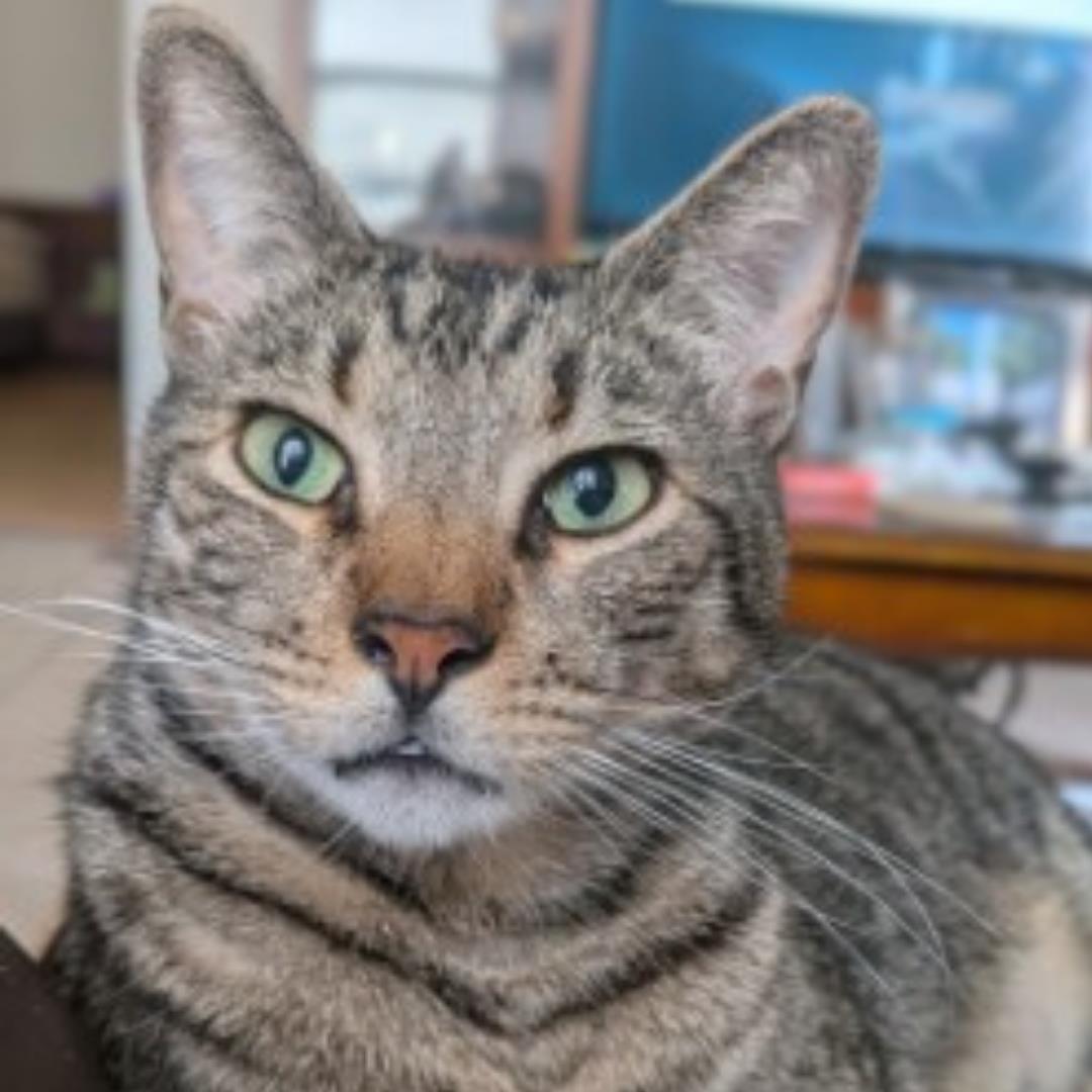 MARX, Adoptable, Adult Male Domestic Short Hair & Domestic Short Hair.