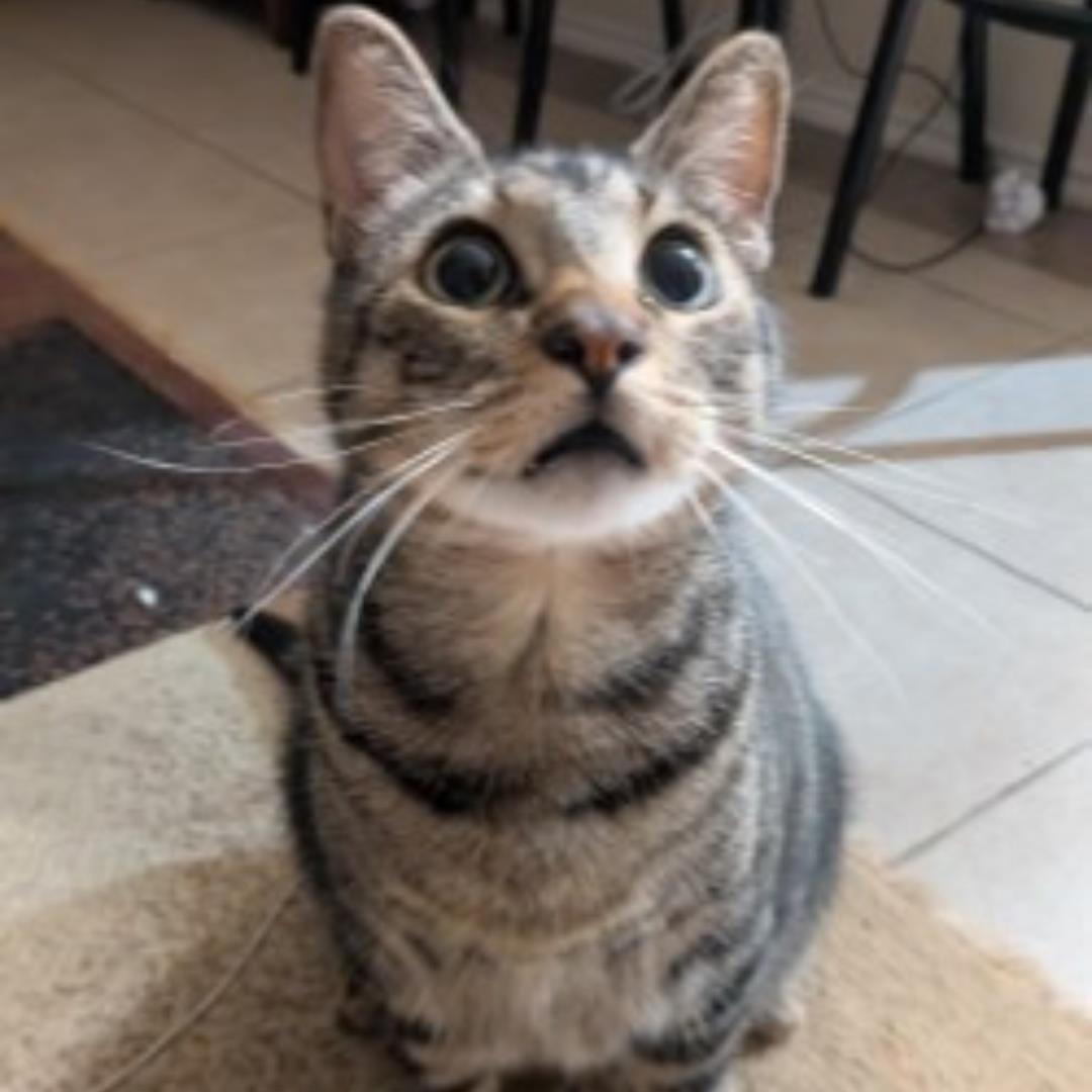 MARX, Adoptable, Adult Male Domestic Short Hair & Domestic Short Hair.