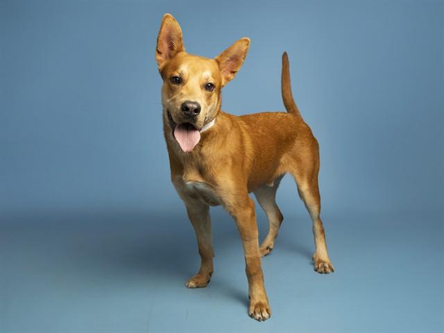 GIUSEPPE, Adoptable, Young Male German Shepherd Dog & Australian Cattle Dog / Blue Heeler.