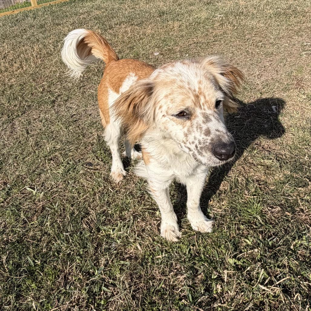 Ozzy Ace thumbnail 2