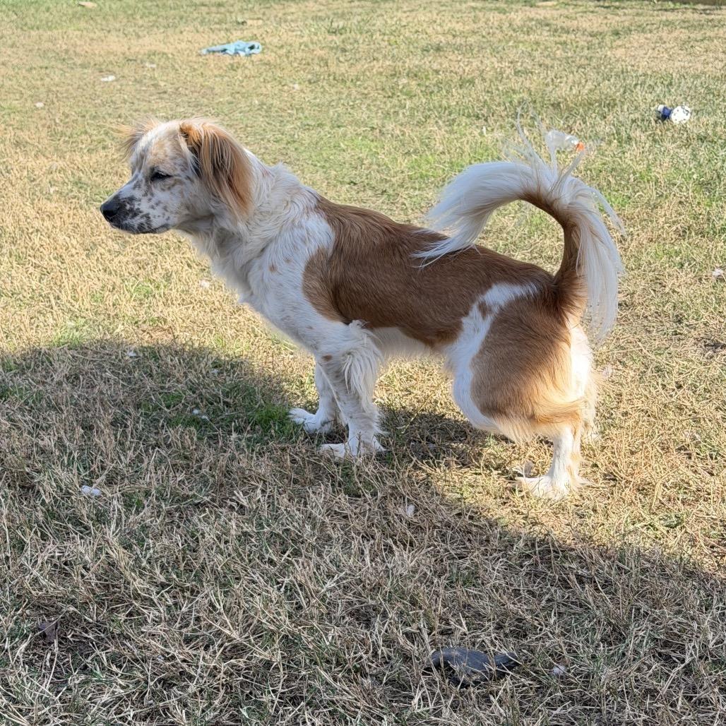 Ozzy Ace thumbnail 3