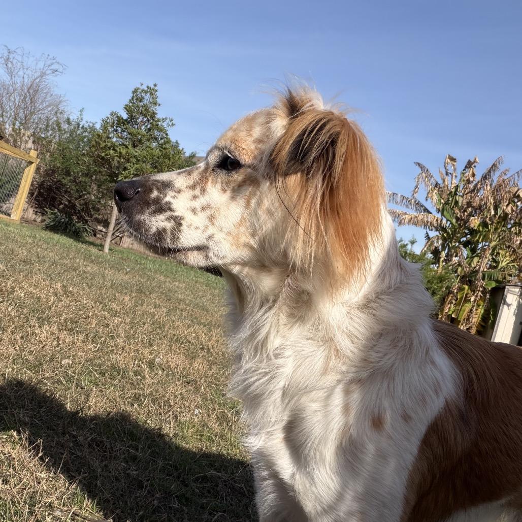 Ozzy Ace thumbnail 4