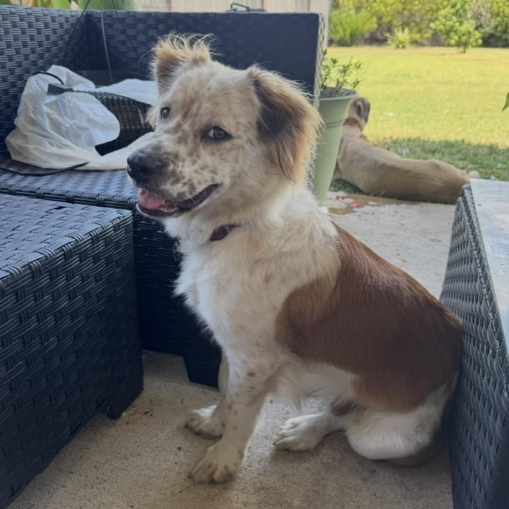 Ozzy Ace thumbnail 5