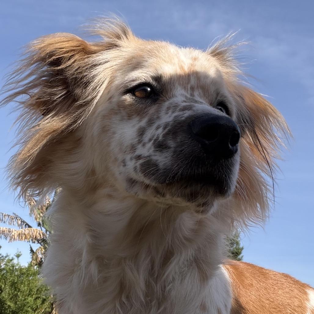 Ozzy Ace thumbnail 6