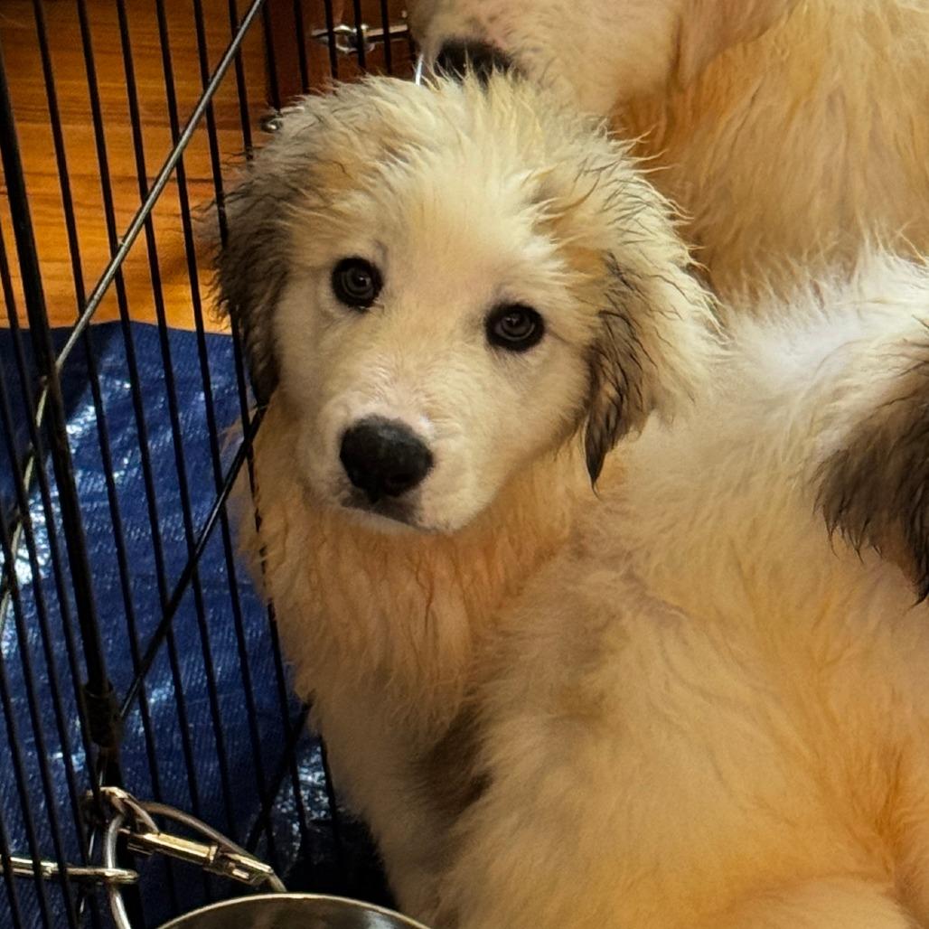 NY Jasper Avail Aug 8 (Foster in Stormville), Adoptable, Puppy Male Great Pyrenees.