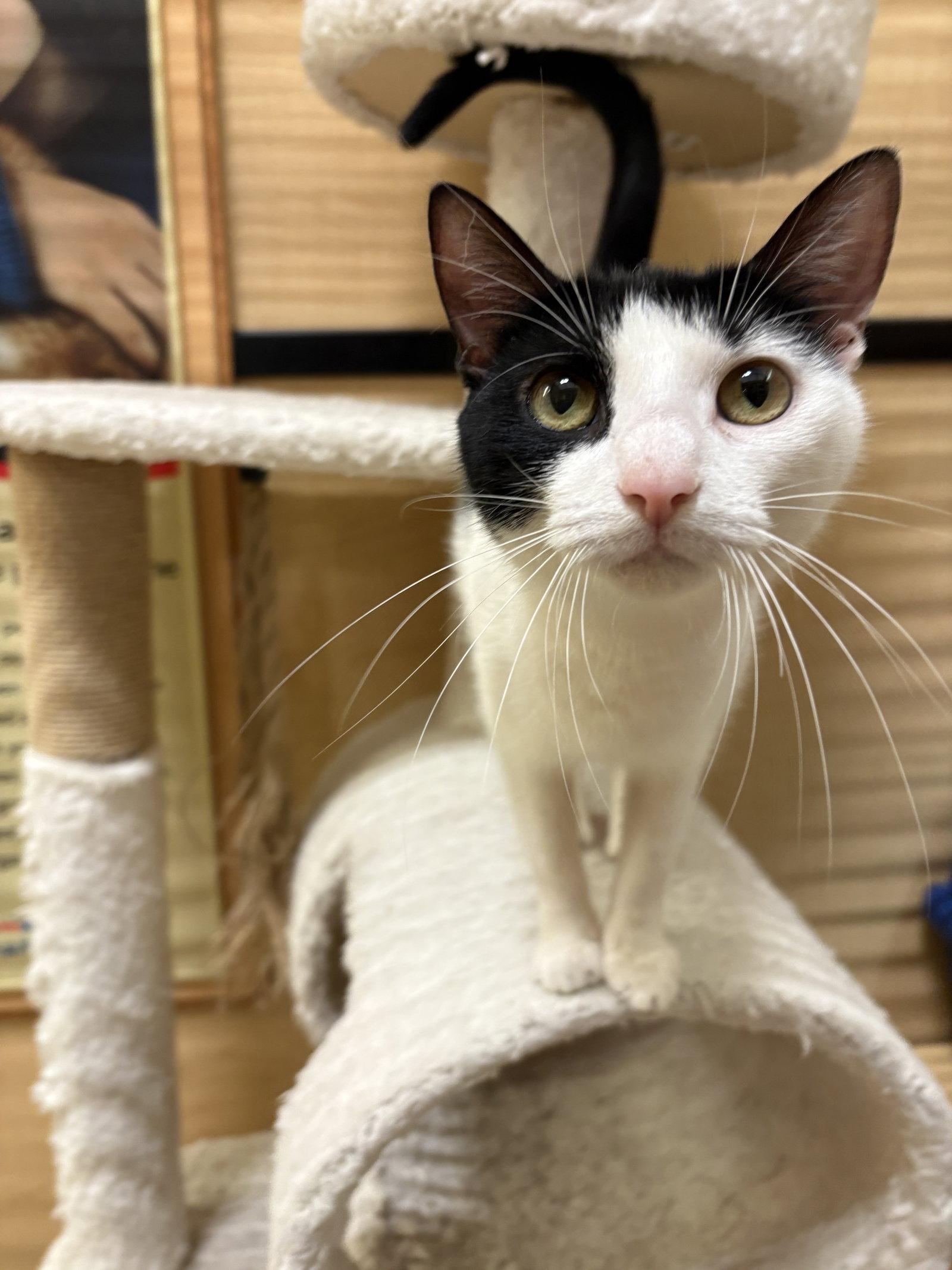 Enlarge Nori, a Adopted Domestic Short Hair in Yardley, PA image 1/3