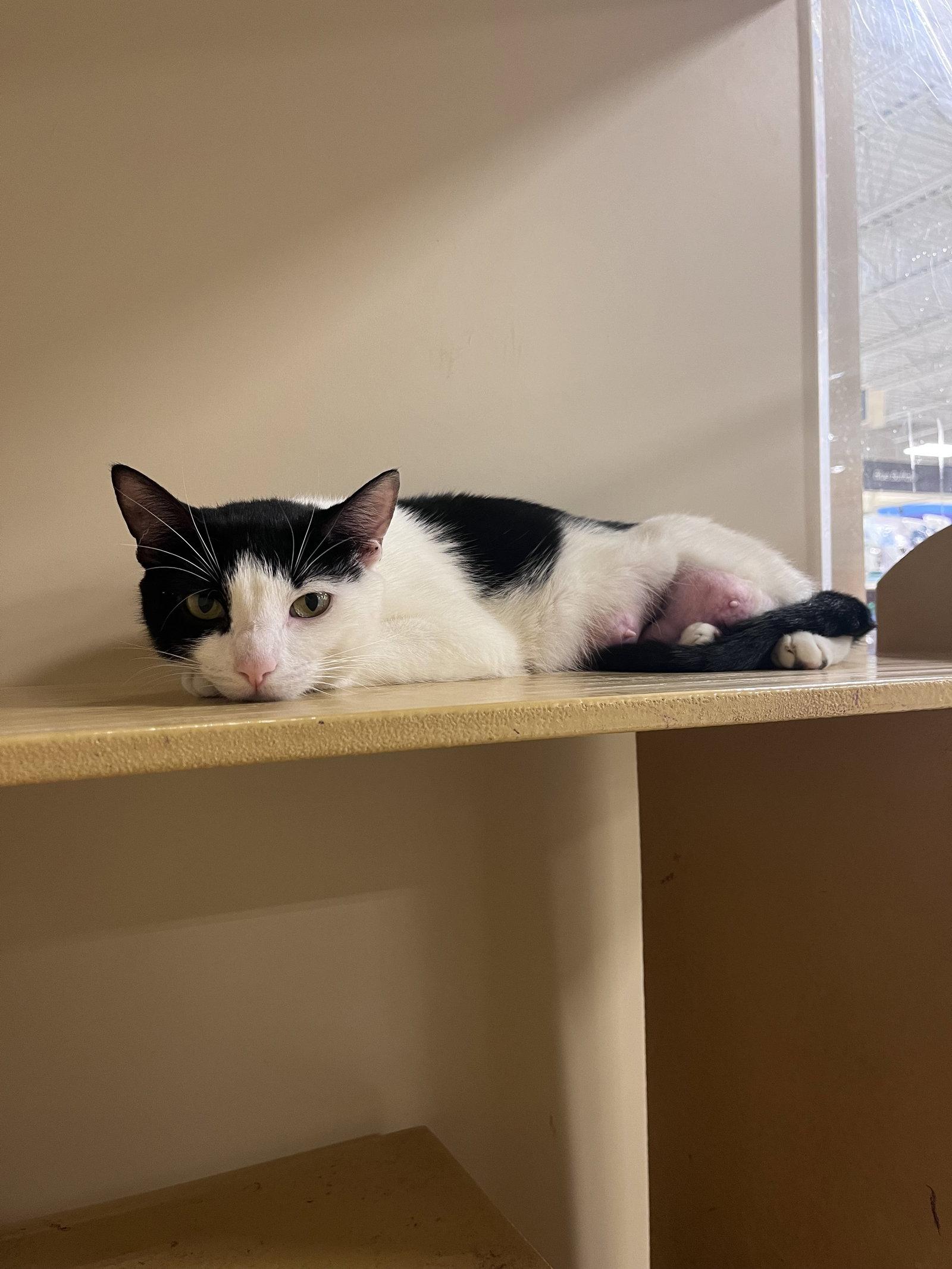 Enlarge Nori, a Adopted Domestic Short Hair in Yardley, PA image 2/3