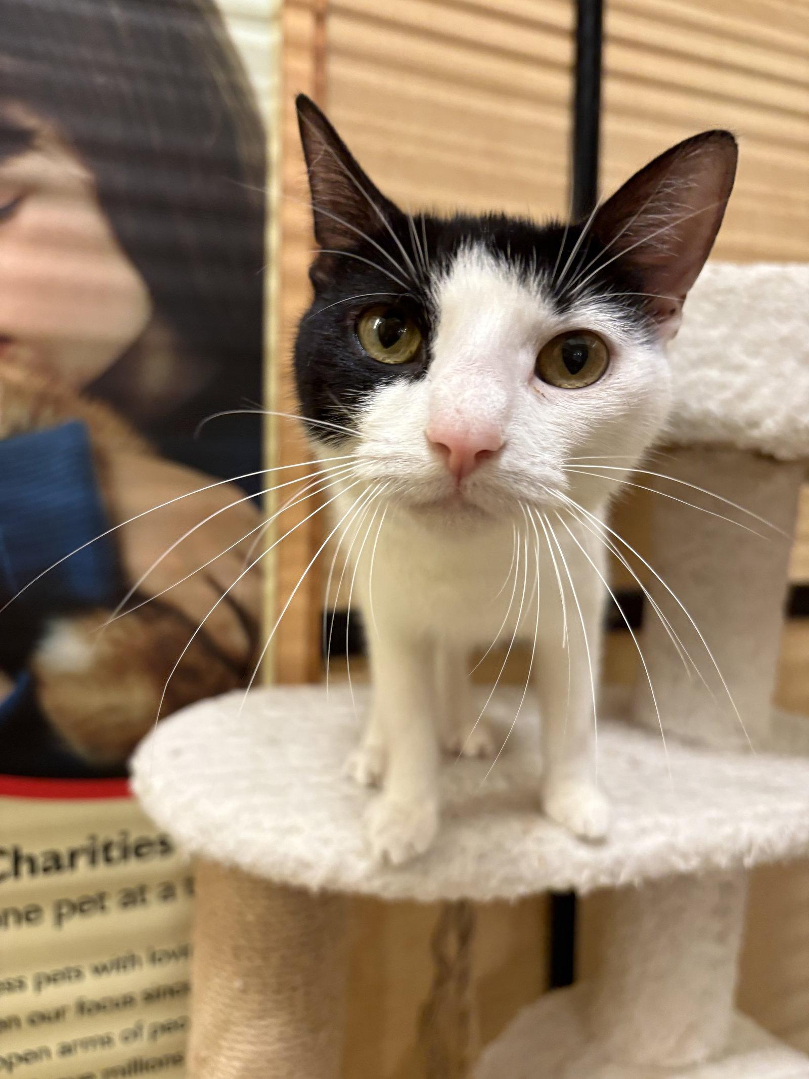 Enlarge Nori, a Adopted Domestic Short Hair in Yardley, PA image 3/3