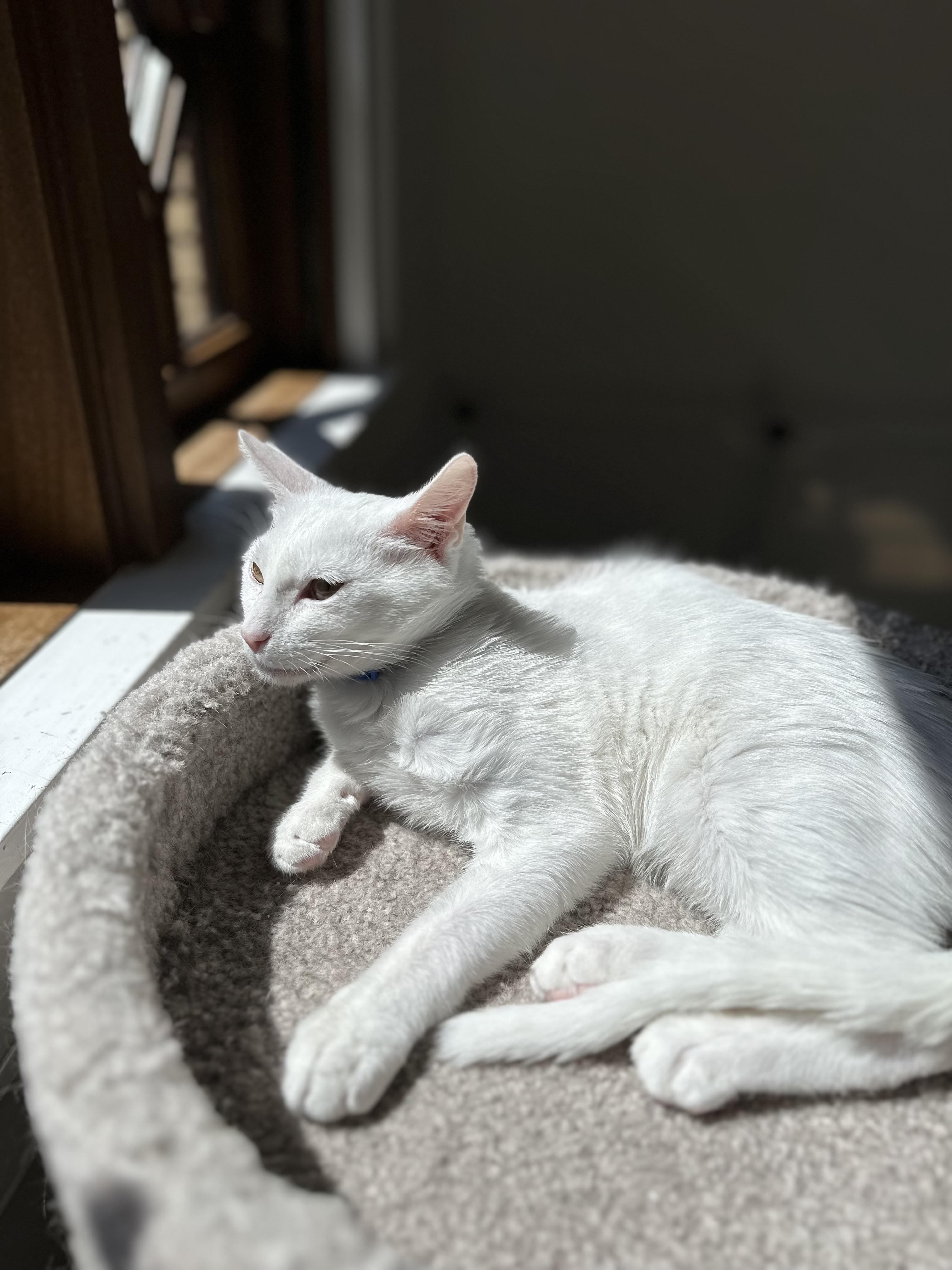 Enlarge Melbourne, a Adoptable Domestic Short Hair in Campbell, CA image 3/5