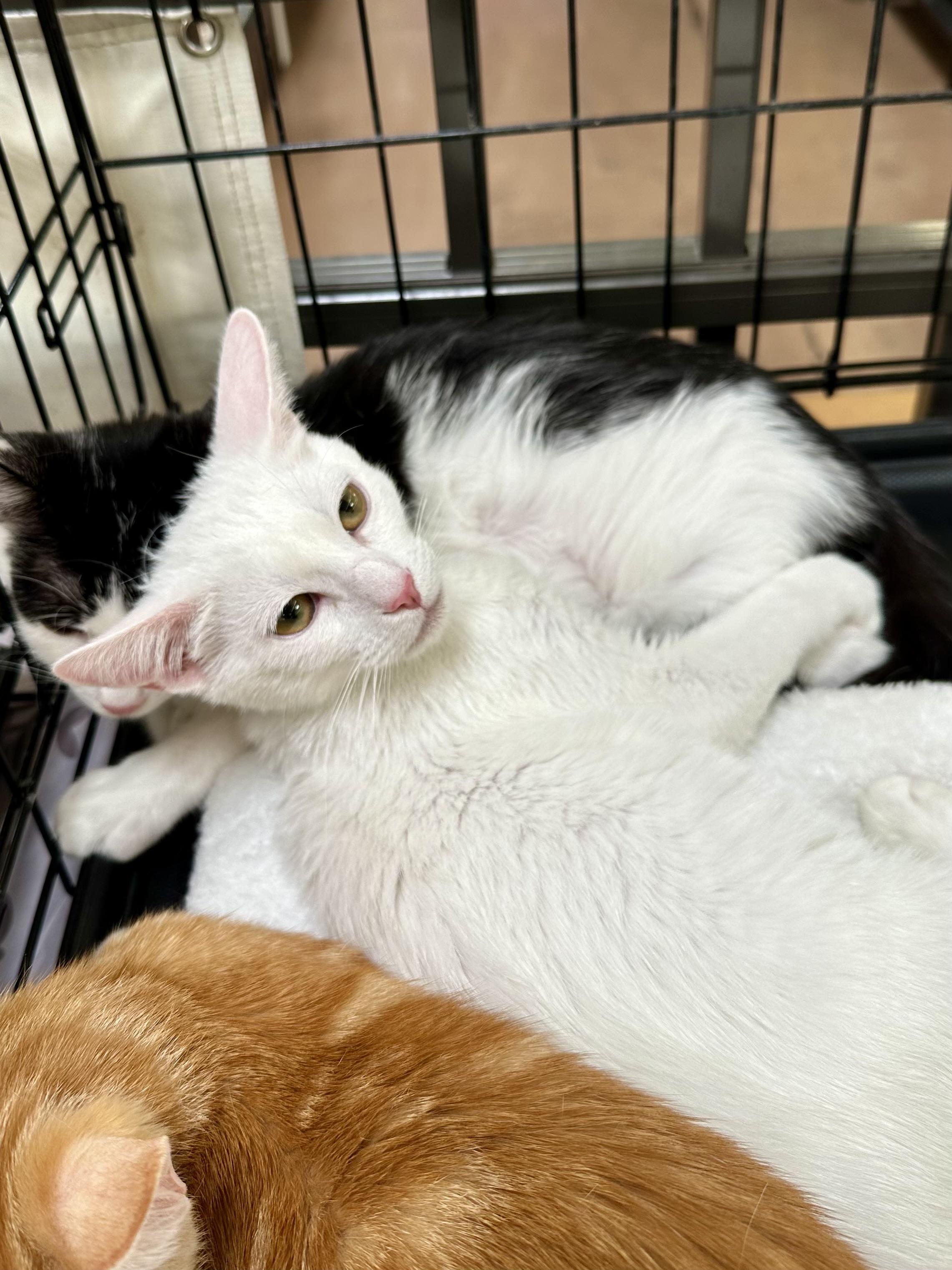 Melbourne, Adoptable, Kitten Male Domestic Short Hair.