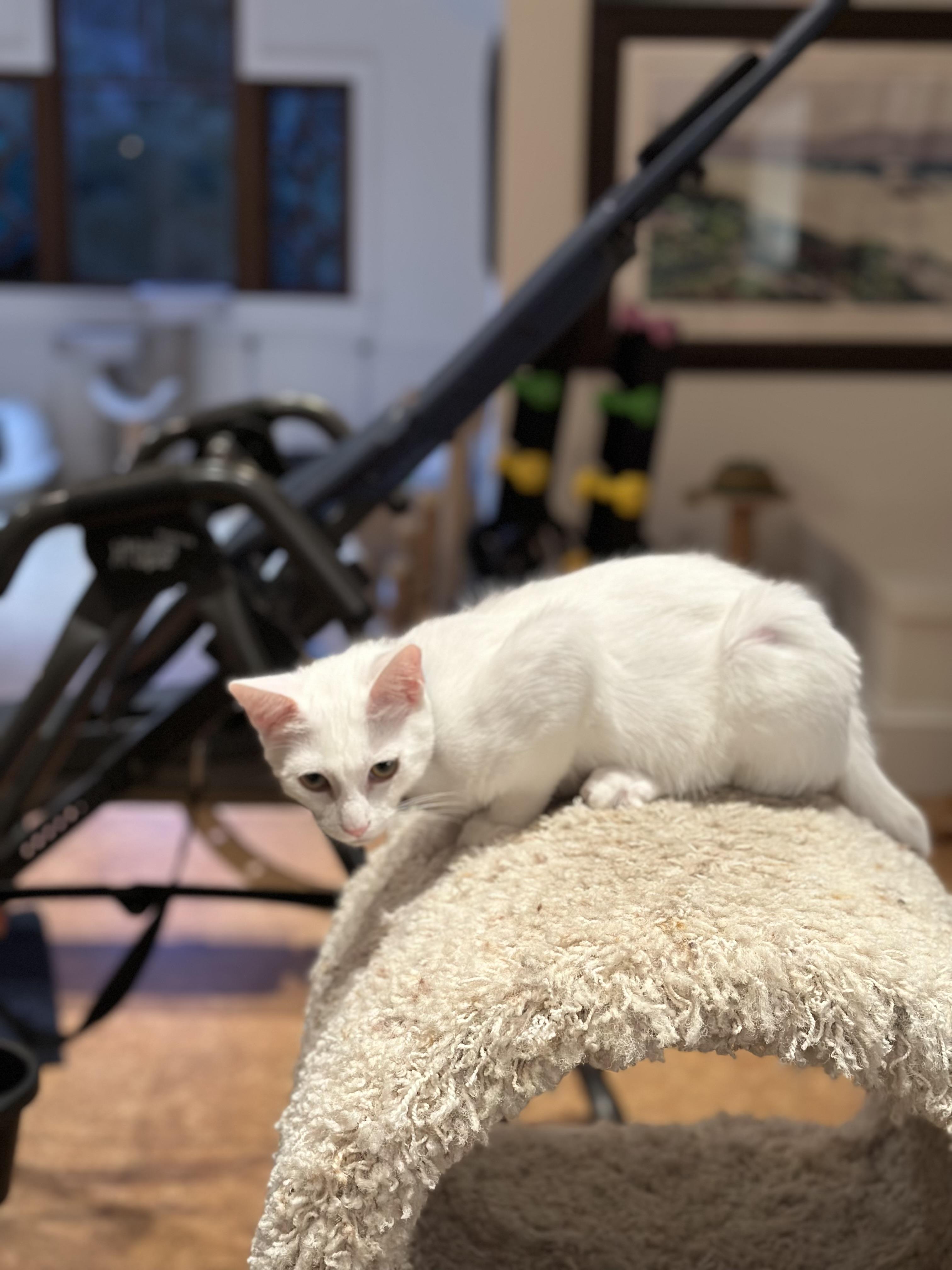 Enlarge Melbourne, a Adoptable Domestic Short Hair in Campbell, CA image 4/5