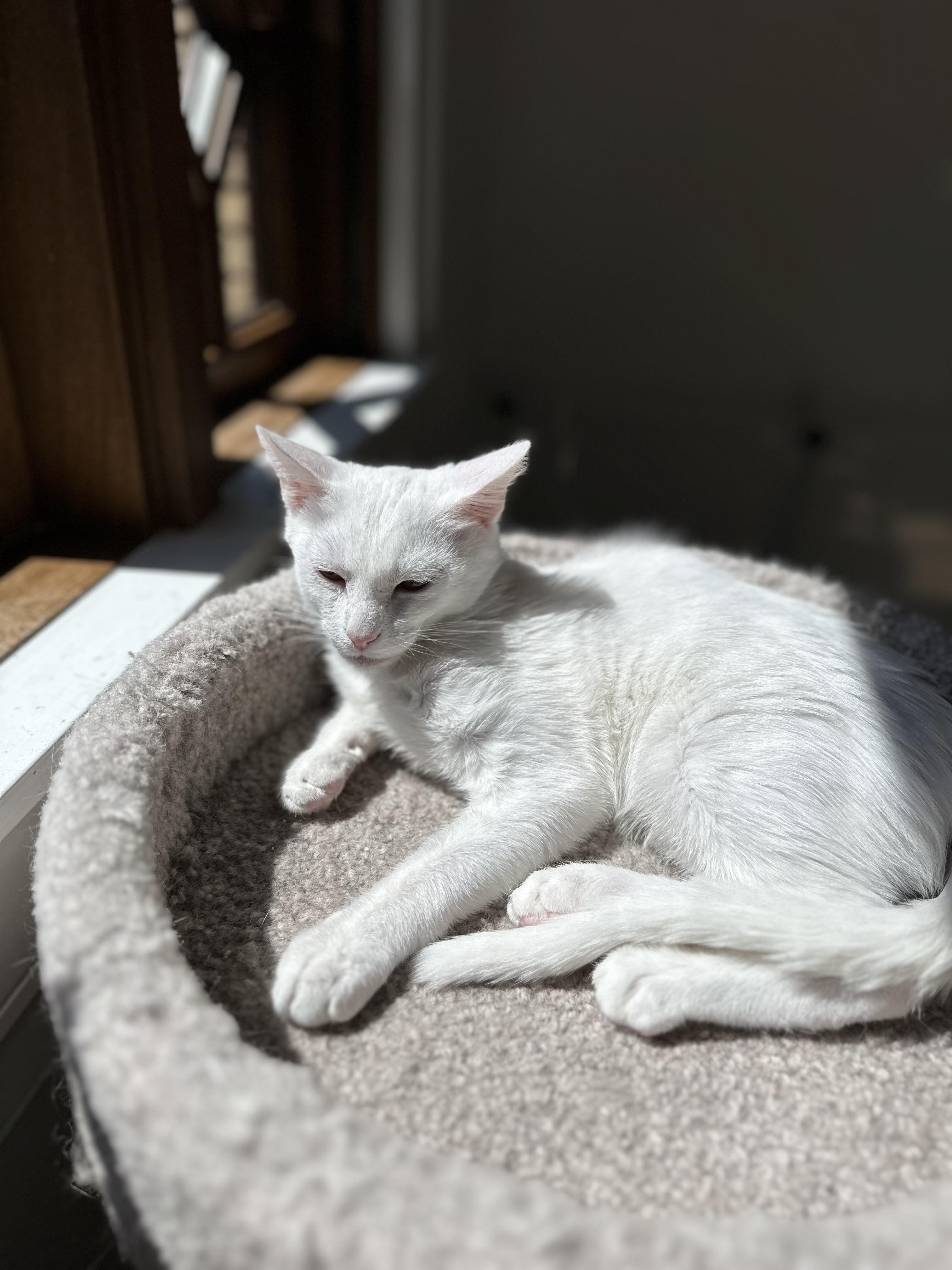 Enlarge Melbourne, a Adoptable Domestic Short Hair in Campbell, CA image 2/5