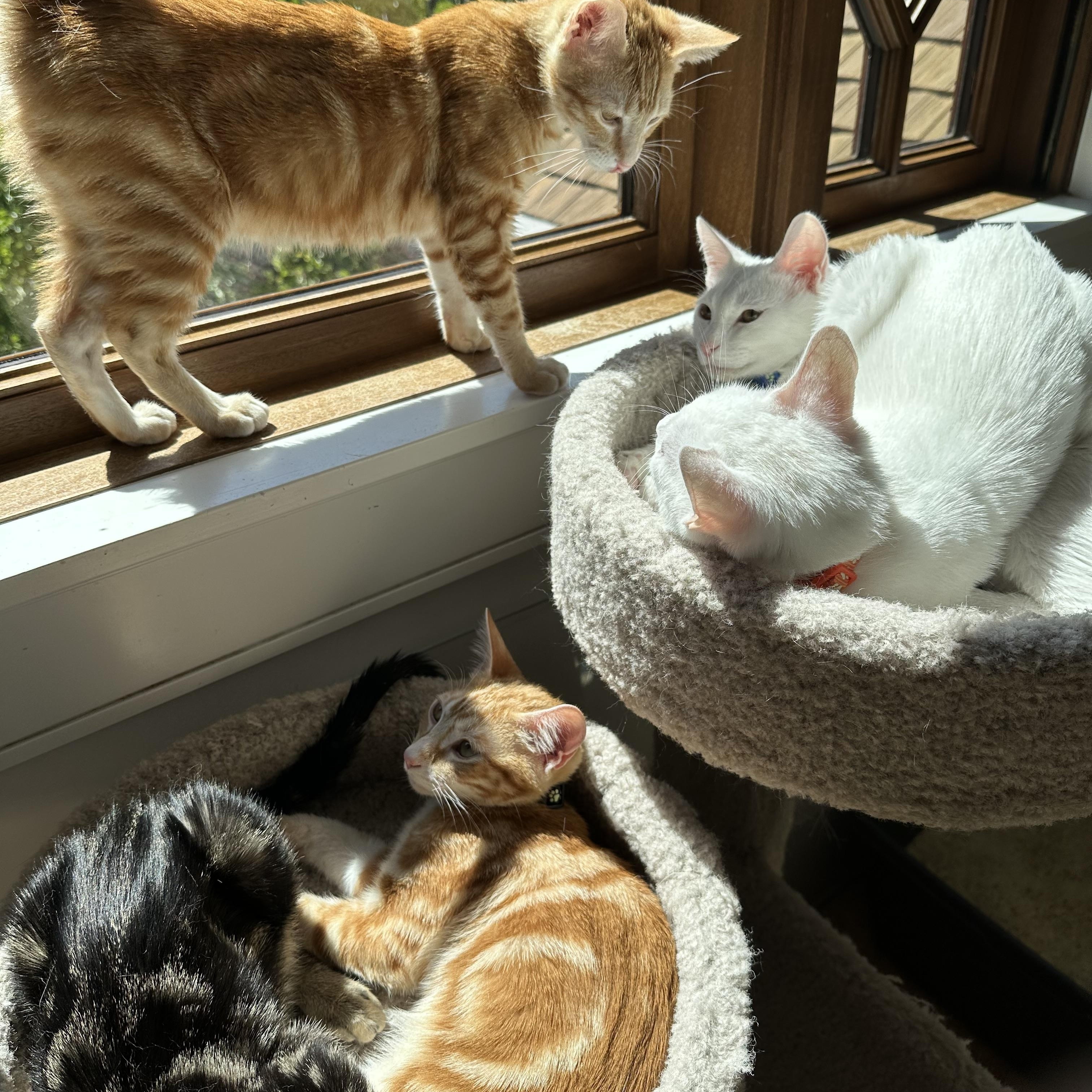 Enlarge Melbourne, a Adoptable Domestic Short Hair in Campbell, CA image 5/5