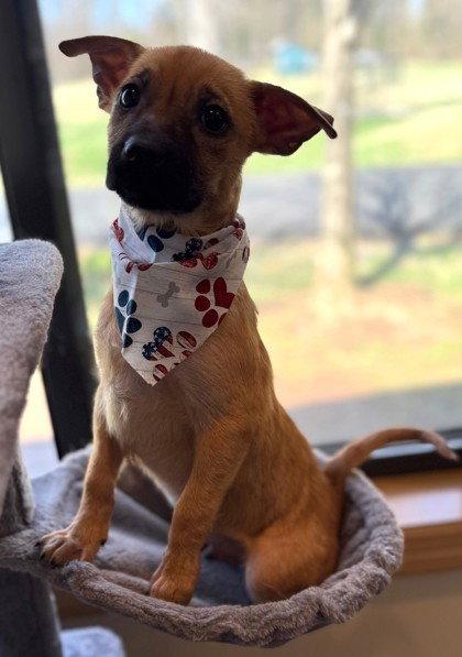 Mando, Adoptable, Young Male Dachshund.