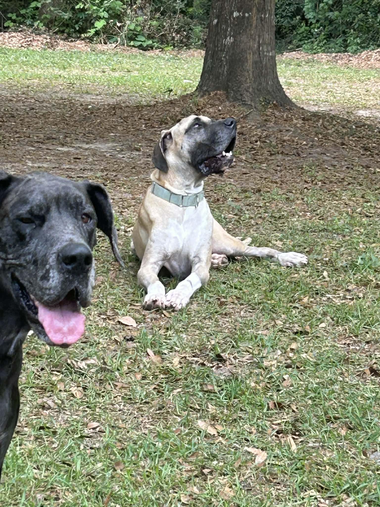 Enlarge Scooby, a ADOPTABLE Great Dane in Pensacola, FL image 4/6