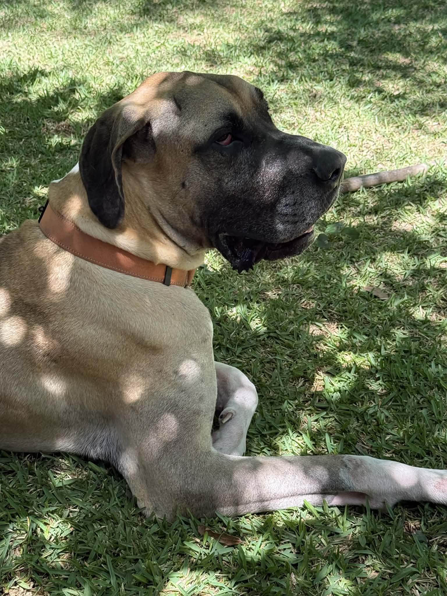 Enlarge Scooby, a ADOPTABLE Great Dane in Pensacola, FL image 2/6