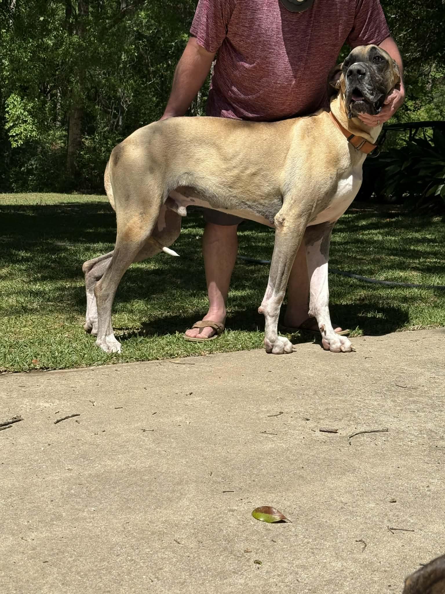 Enlarge Scooby, a ADOPTABLE Great Dane in Pensacola, FL image 3/6