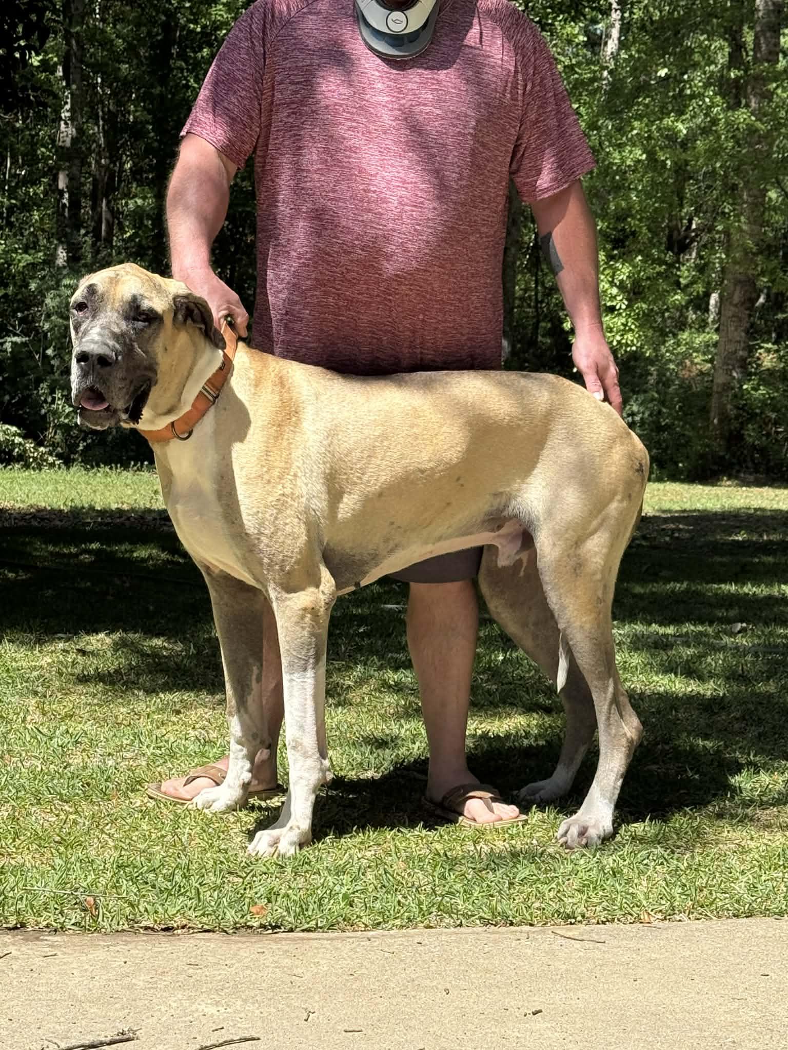 Scooby, ADOPTABLE, Adult Male Great Dane.