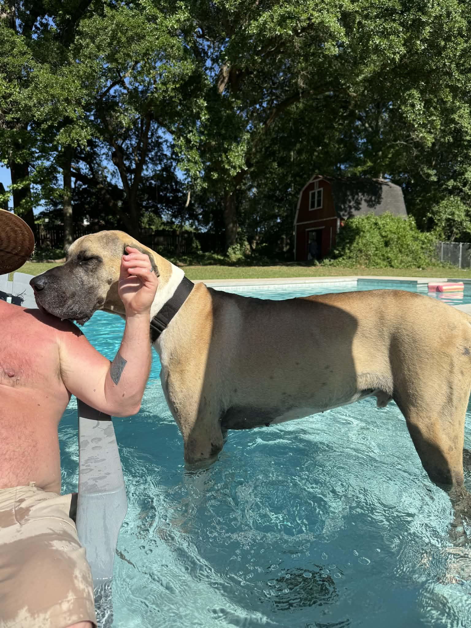 Enlarge Scooby, a ADOPTABLE Great Dane in Pensacola, FL image 5/6