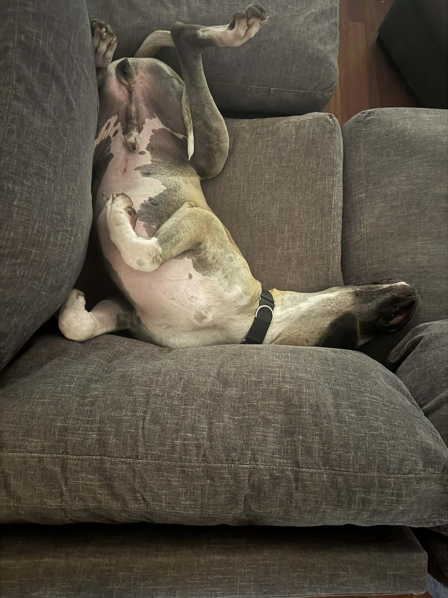 Enlarge Scooby, a ADOPTABLE Great Dane in Pensacola, FL image 6/6