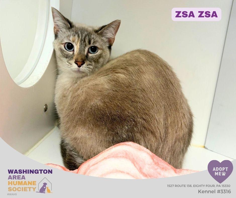Enlarge Zsa Zsa, a Adoptable mixed breed in Eighty Four, PA image 1/1