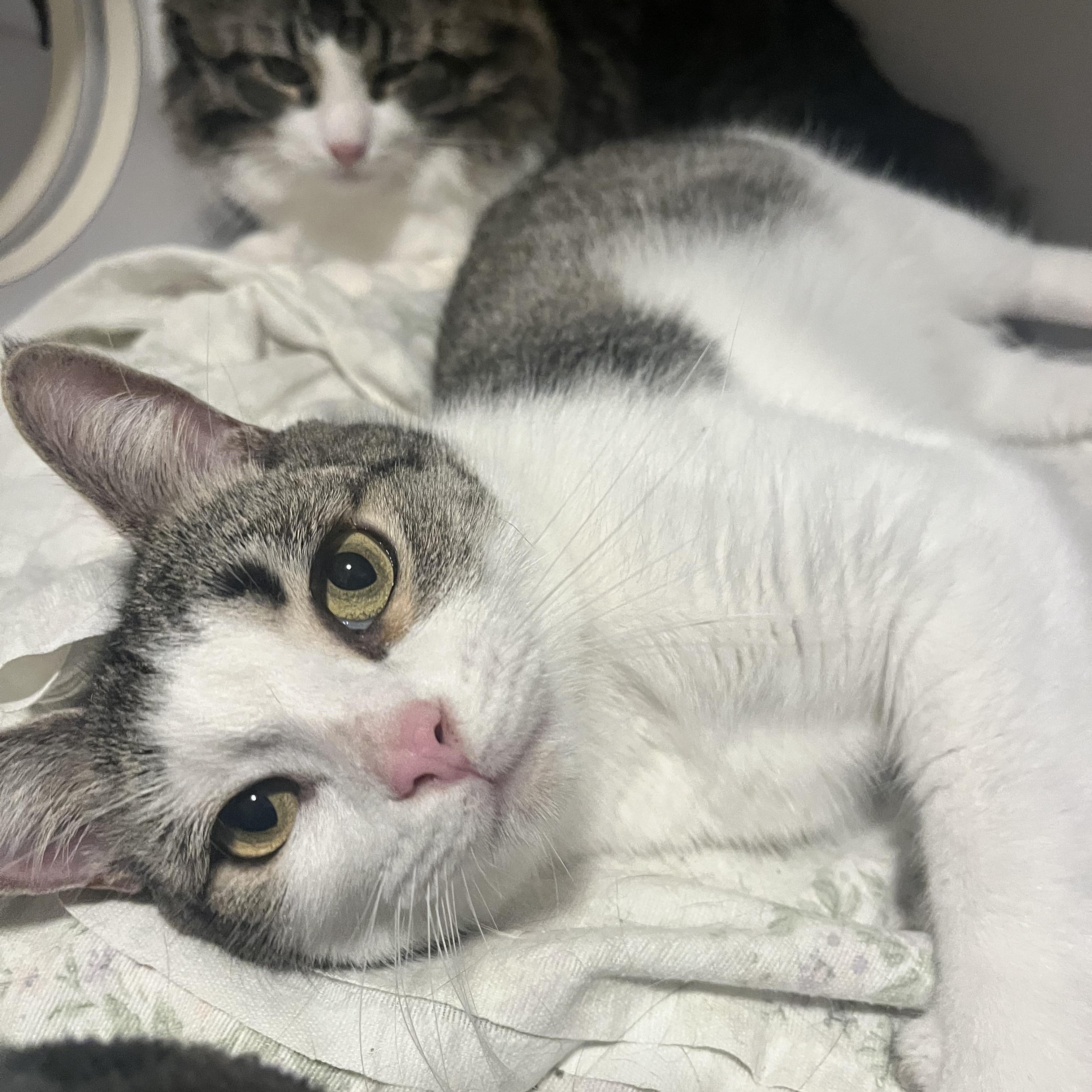 Enlarge Sunday, a Adoptable Domestic Short Hair in Bolton, ON image 1/5