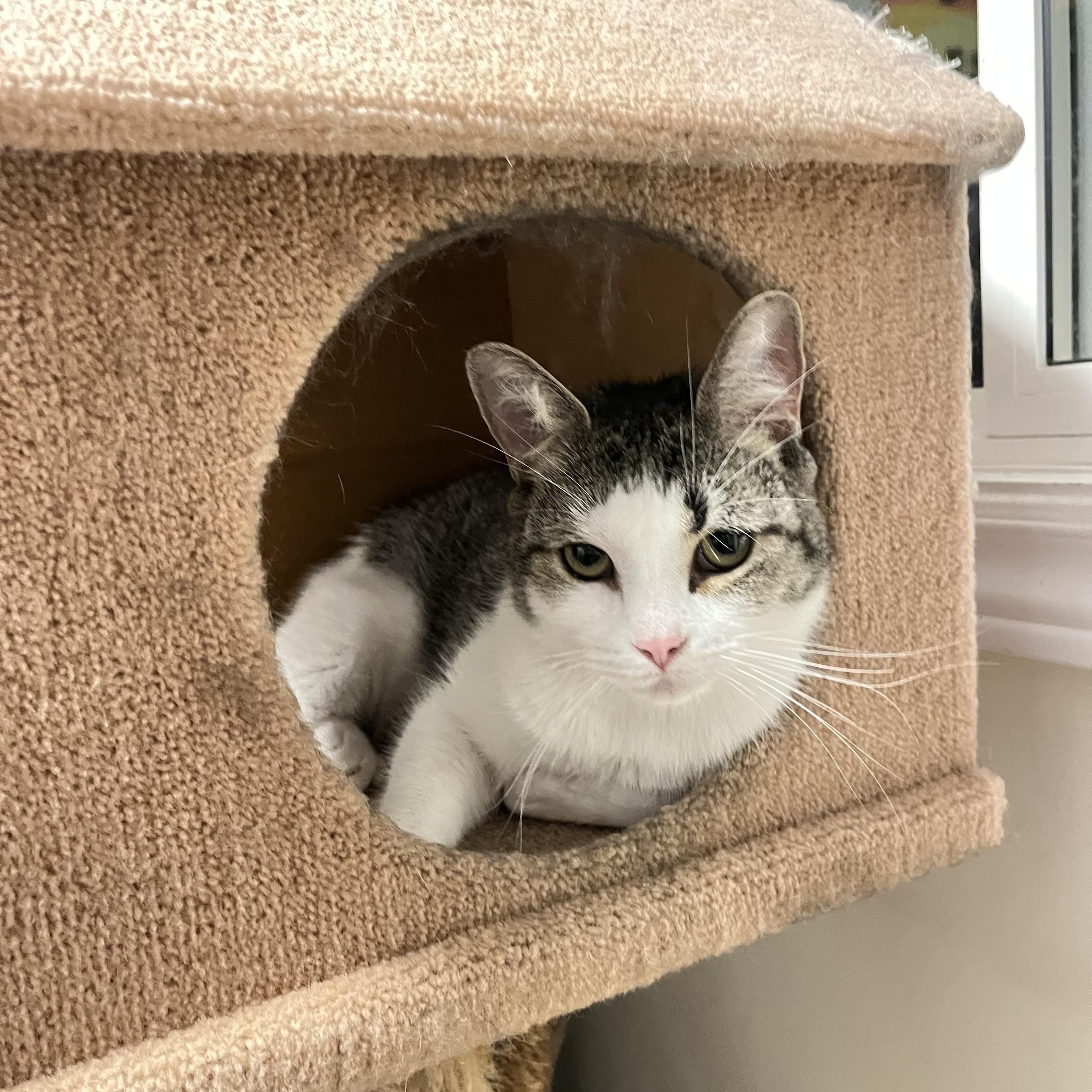 Enlarge Sunday, a Adoptable Domestic Short Hair in Bolton, ON image 2/5