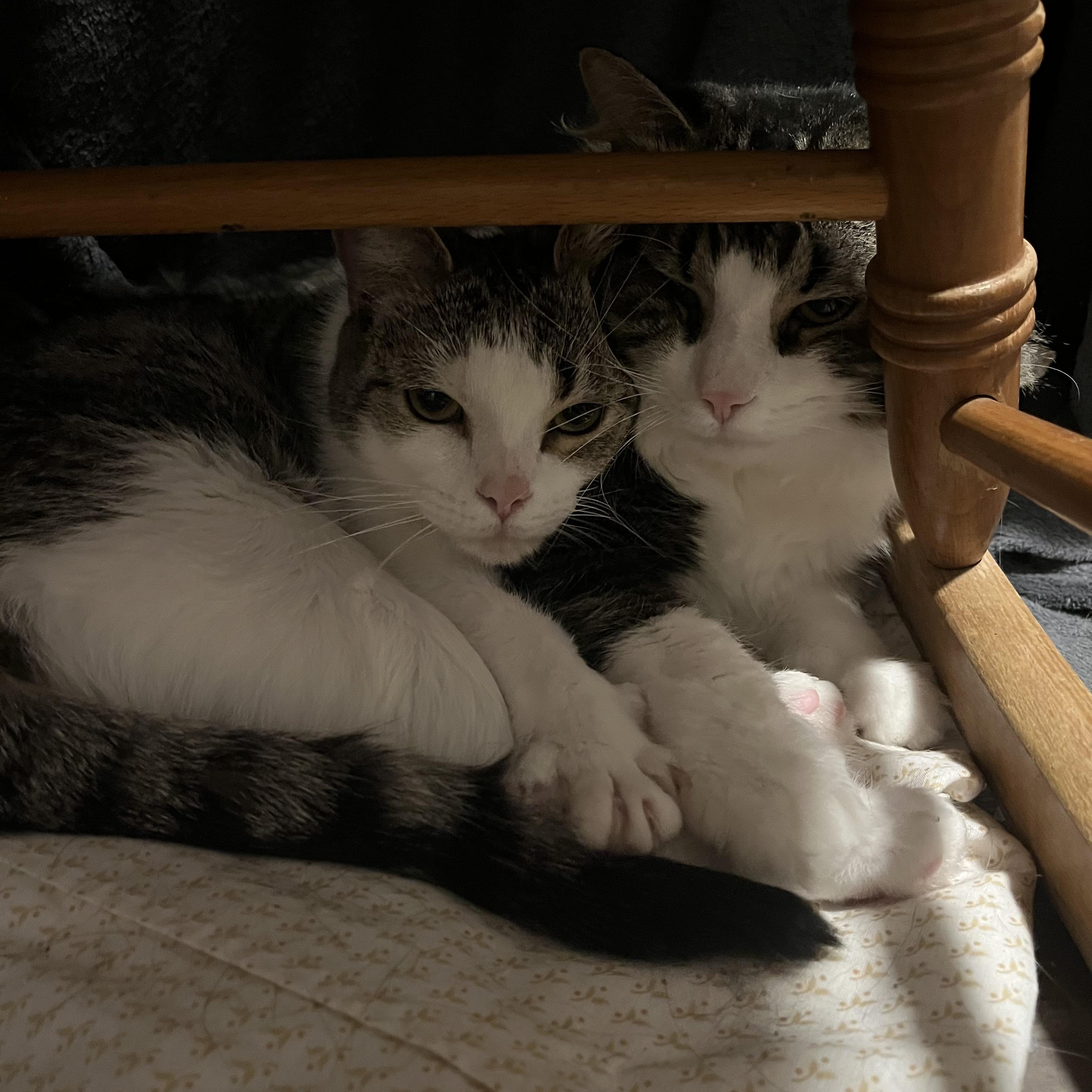 Enlarge Sunday, a Adoptable Domestic Short Hair in Bolton, ON image 3/5