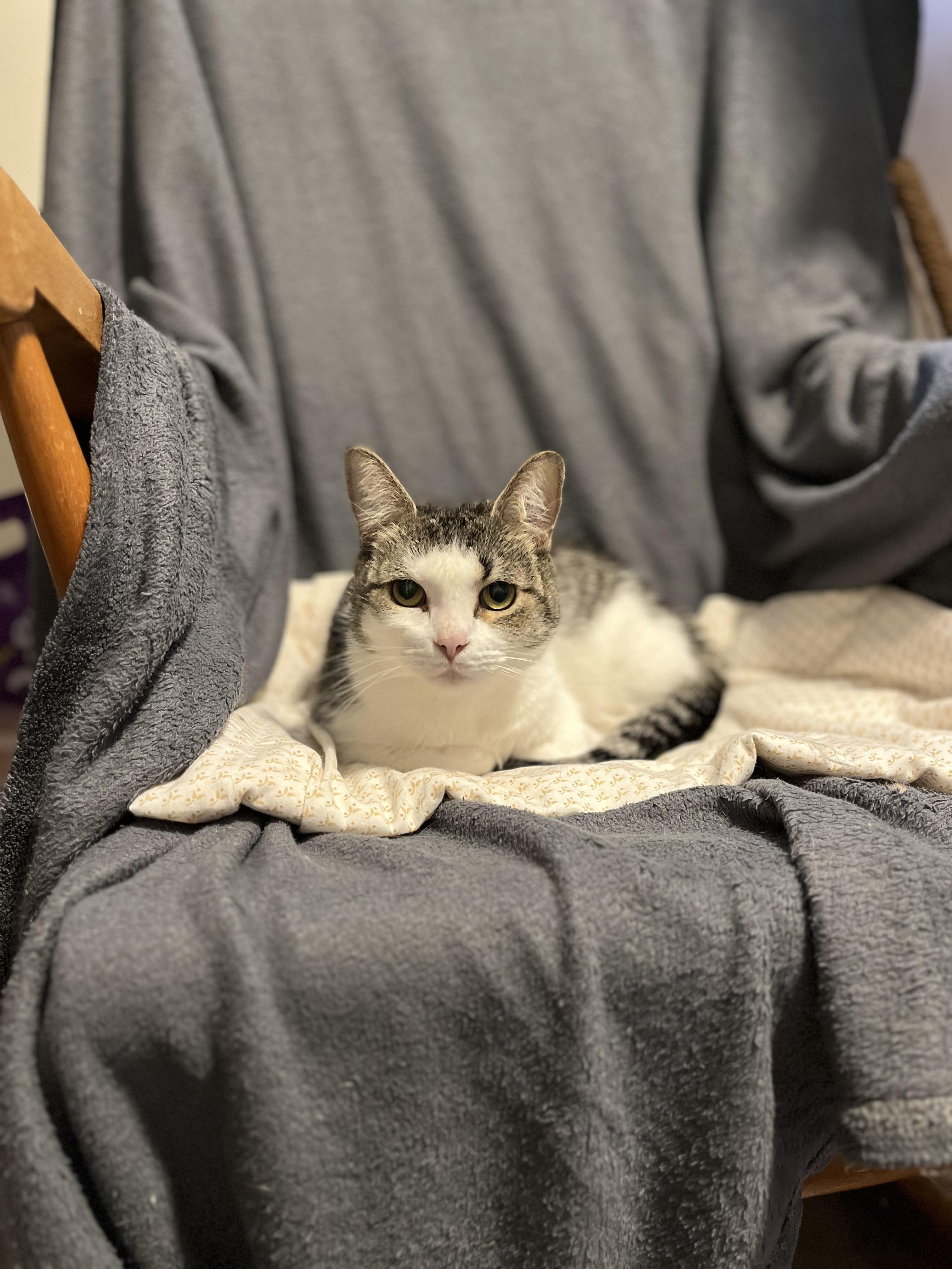 Enlarge Sunday, a Adoptable Domestic Short Hair in Bolton, ON image 4/5