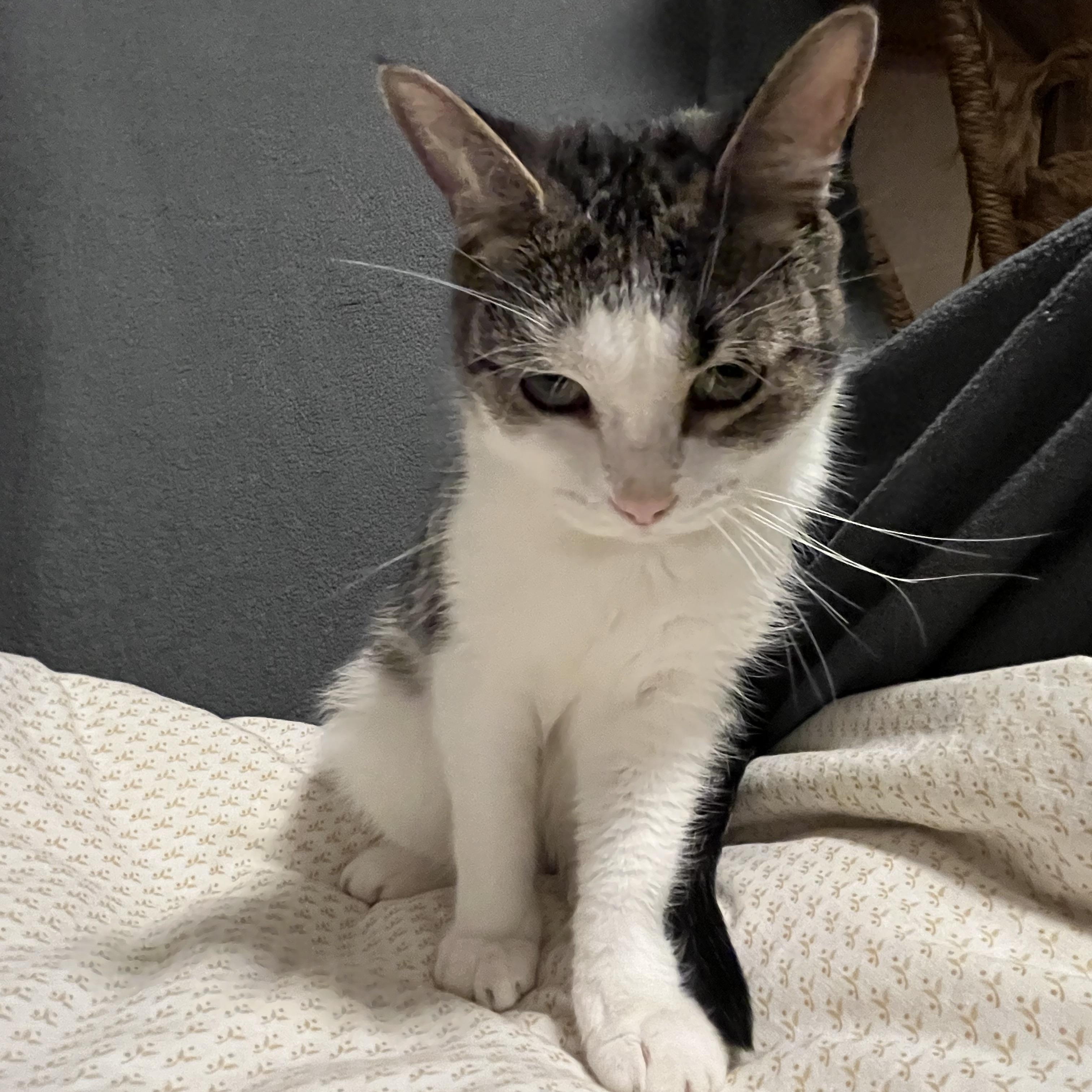 Enlarge Sunday, a Adoptable Domestic Short Hair in Bolton, ON image 5/5