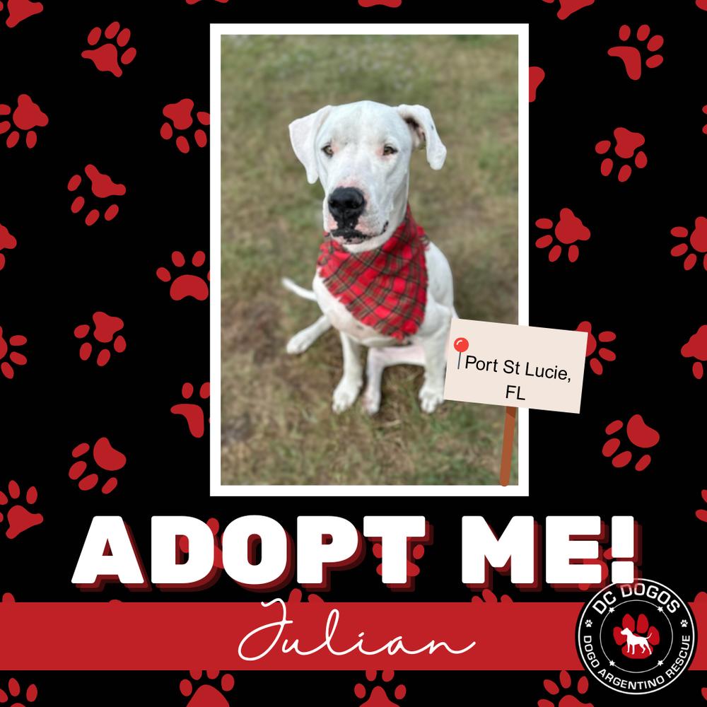 Julian, ADOPTABLE, Adult Male Dogo Argentino.