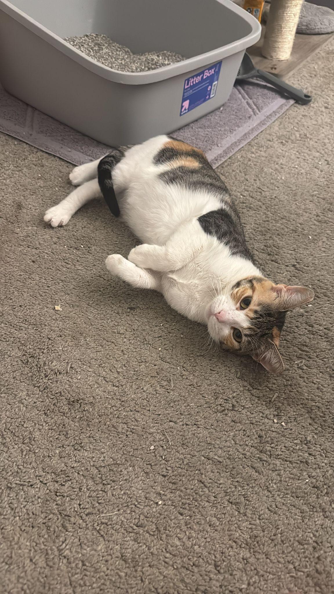 Valeni, an adopted Tabby in Miami, FL image 2/6