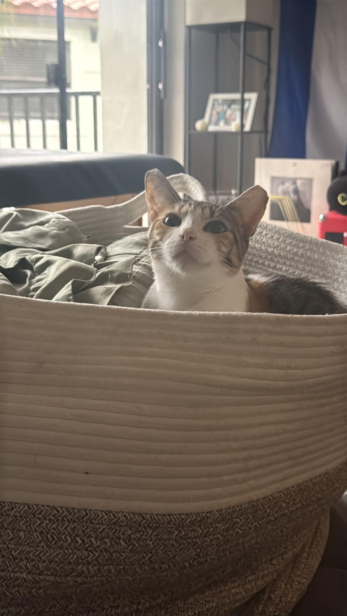 Valeni, an adopted Tabby in Miami, FL image 3/6