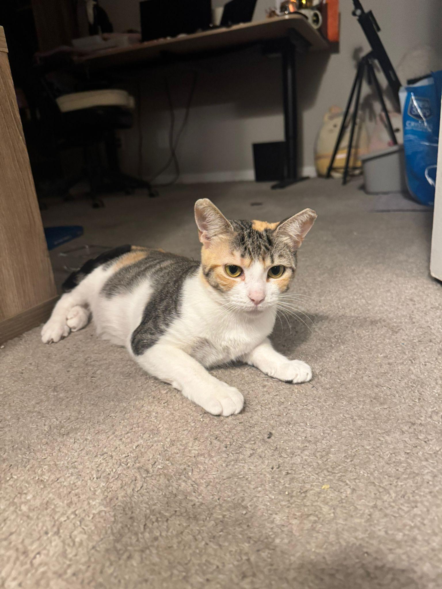 Valeni, an adopted Tabby in Miami, FL image 4/6