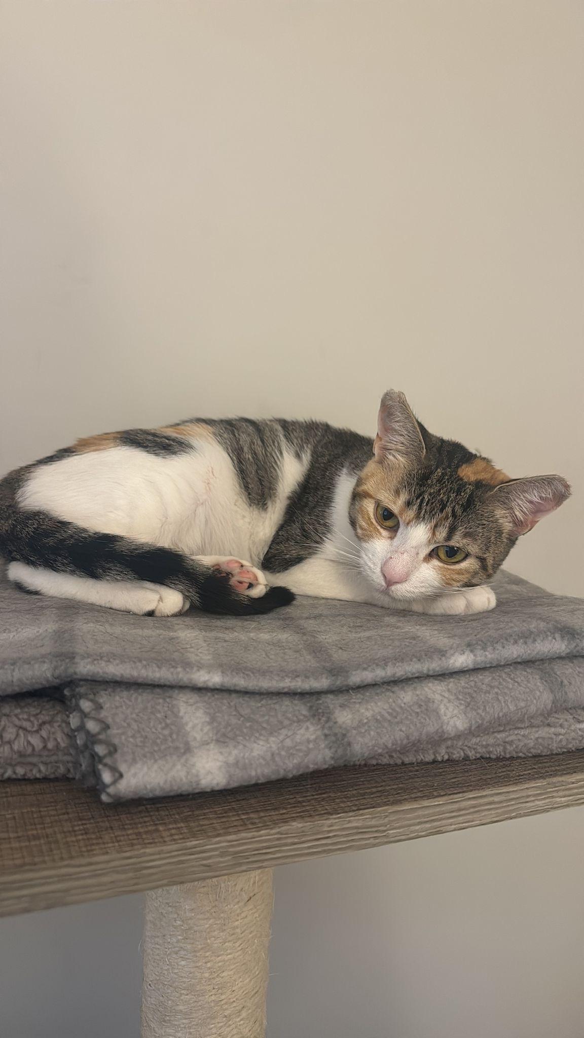 Valeni, an adopted Tabby in Miami, FL image 6/6