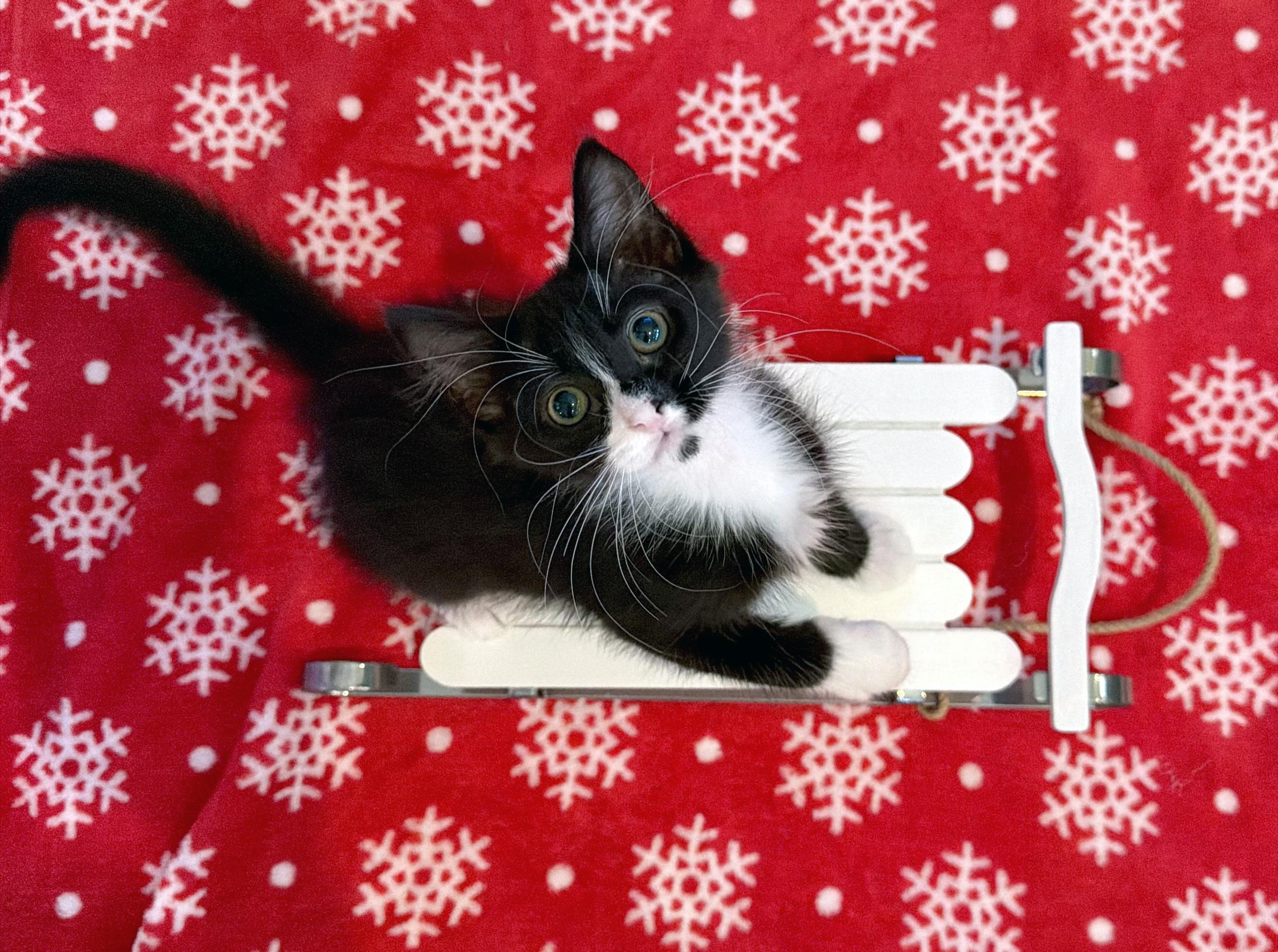 Vixen<--LAP CAT ALERT!, ADOPTABLE, Kitten Female Domestic Short Hair.