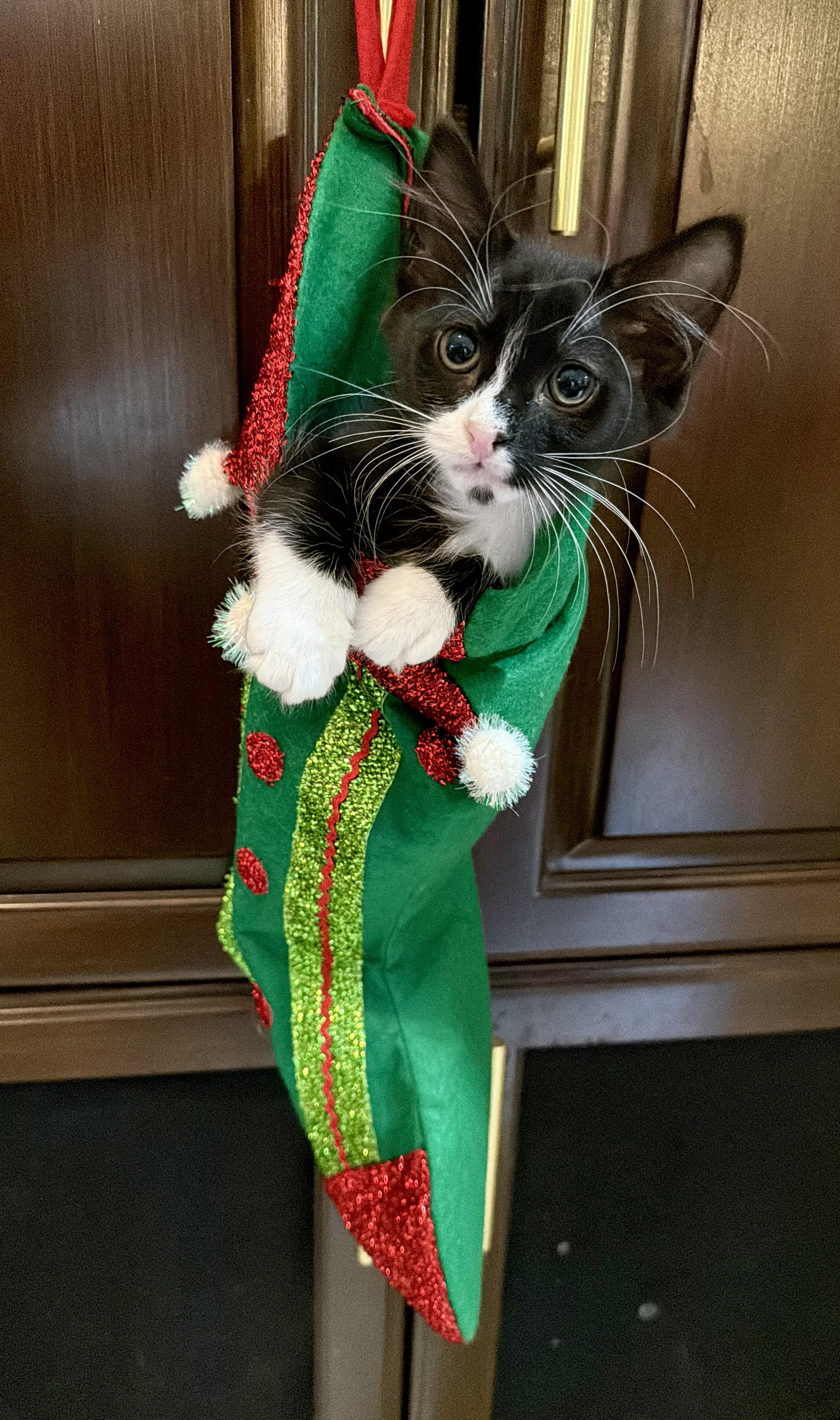 Vixen<--LAP CAT ALERT!, an adopted mixed breed image 2/5