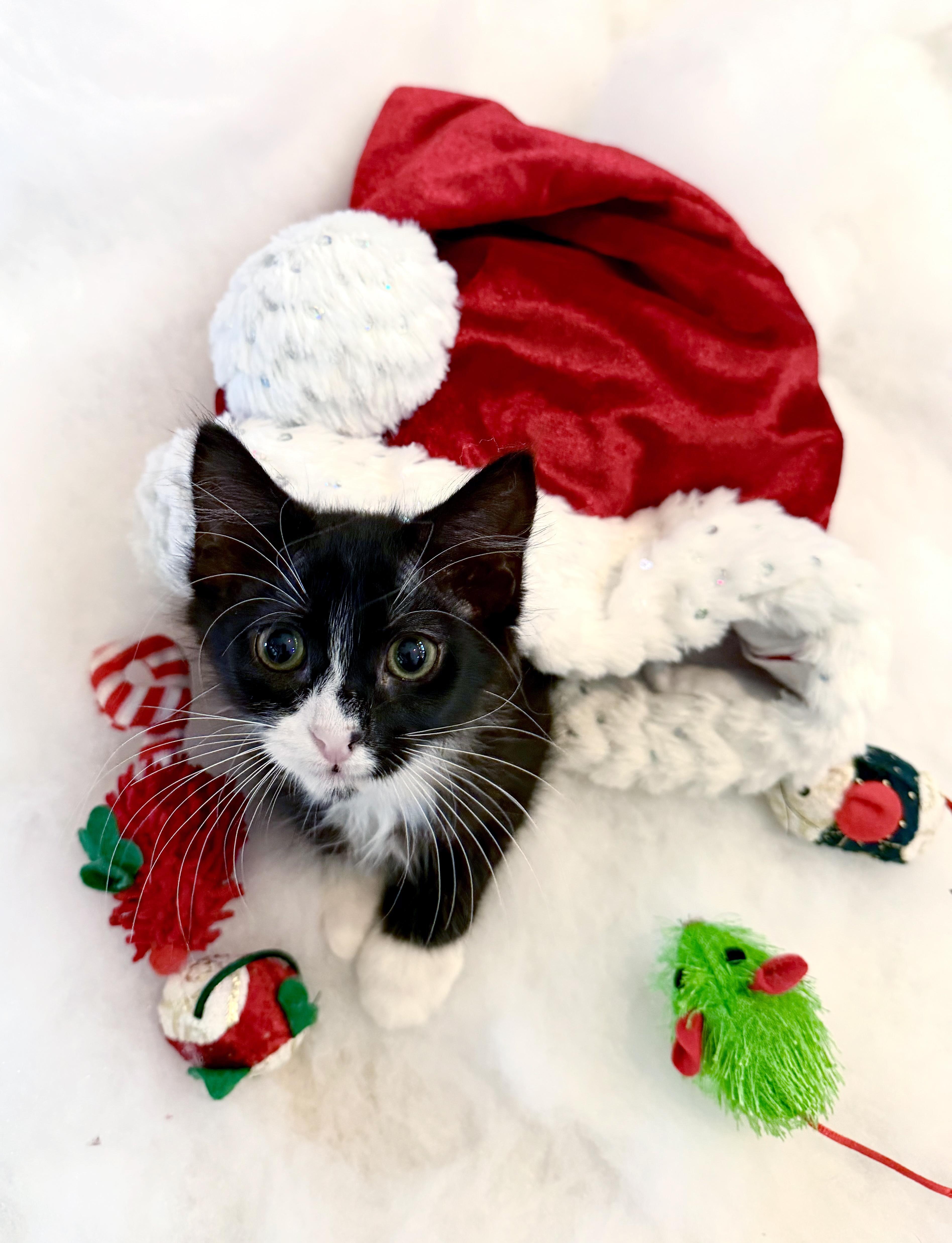 Vixen<--LAP CAT ALERT!, an adopted mixed breed image 3/5