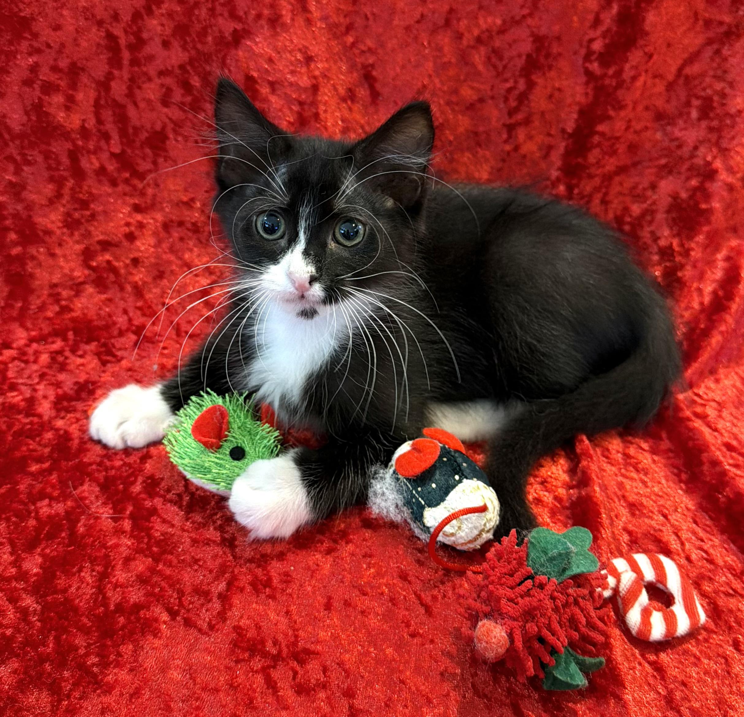 Vixen<--LAP CAT ALERT!, an adopted mixed breed image 4/5