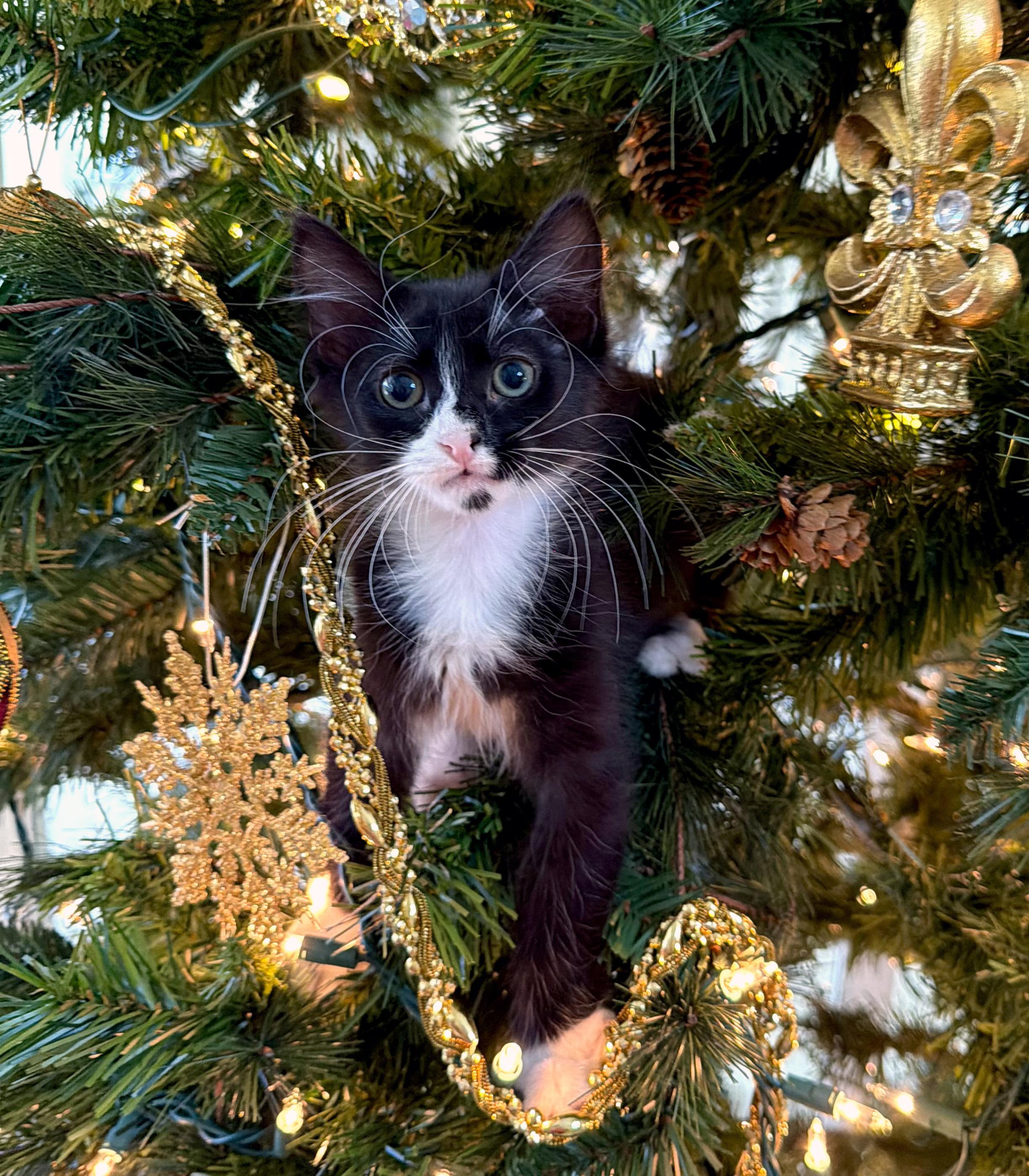 Vixen<--LAP CAT ALERT!, an adopted mixed breed image 5/5