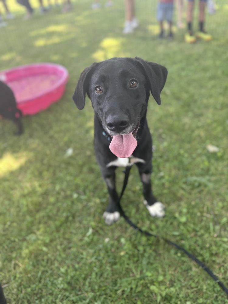 Enlarge Juno, a Adoptable mixed breed in Cheektowaga, NY image 1/3