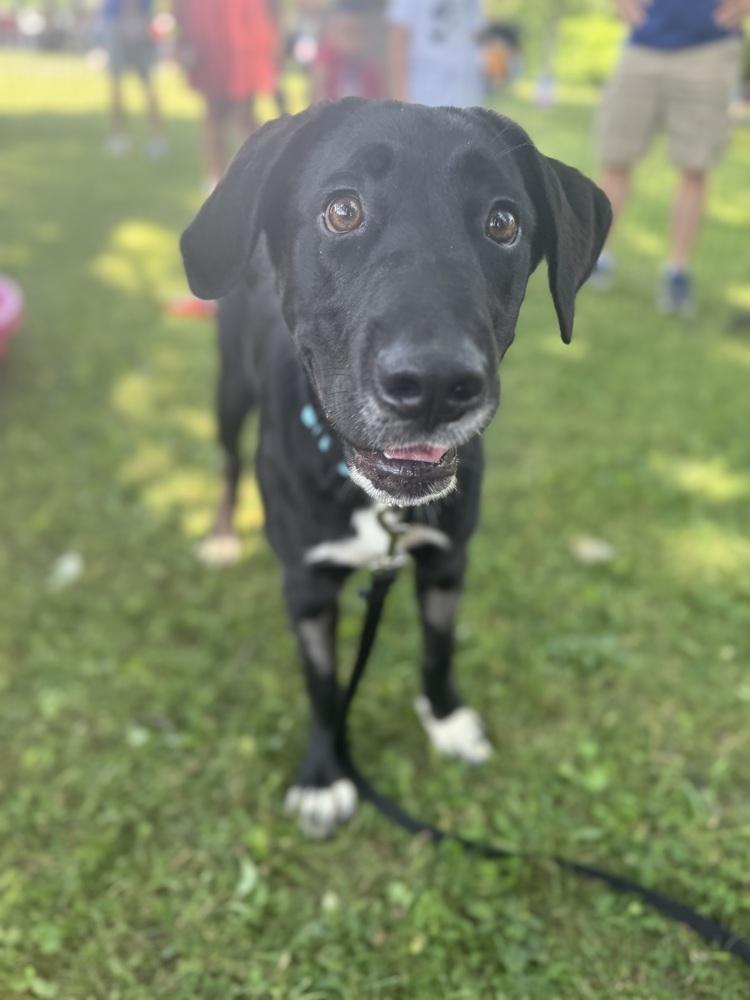 Enlarge Juno, a Adoptable mixed breed in Cheektowaga, NY image 2/3