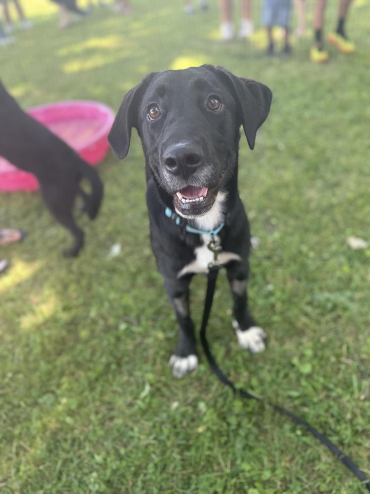 Enlarge Juno, a Adoptable mixed breed in Cheektowaga, NY image 3/3