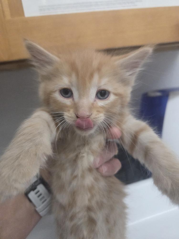 Dusty, a Adoptable mixed breed in Salmon, ID image 1/2