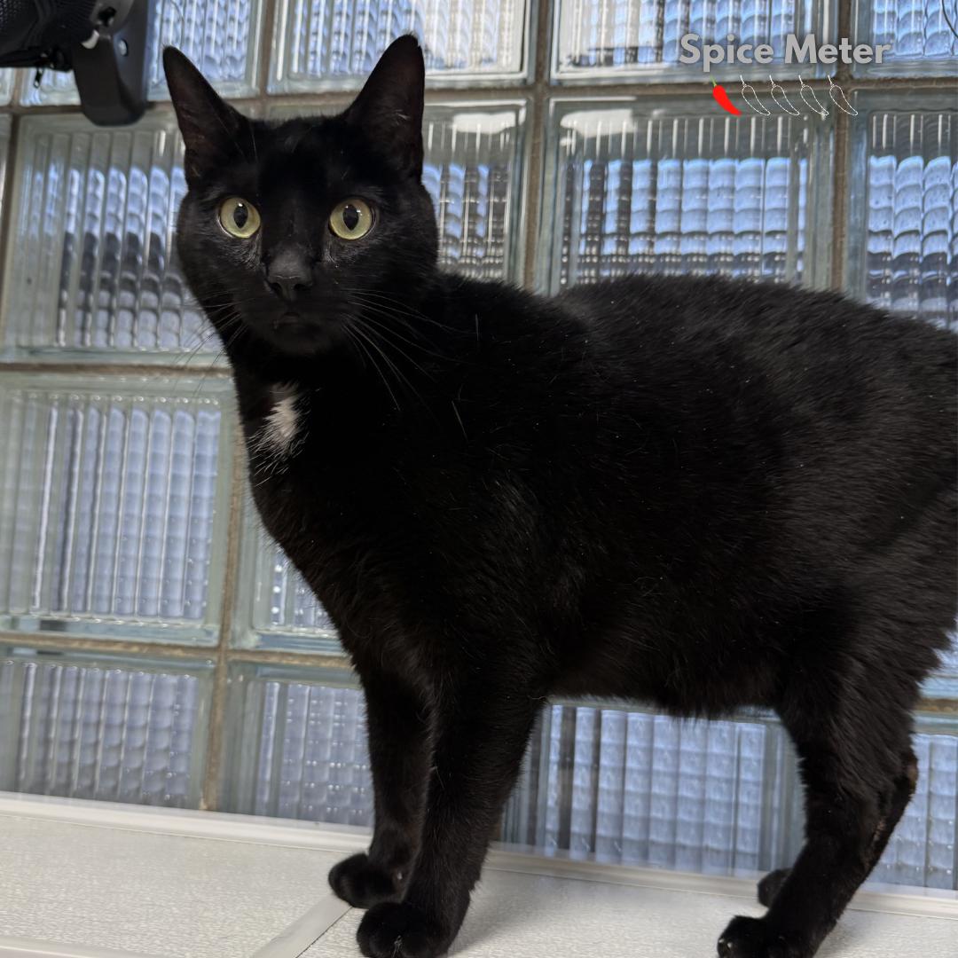 Vader, a ADOPTABLE Domestic Short Hair in Bridgeville, PA image 1/2
